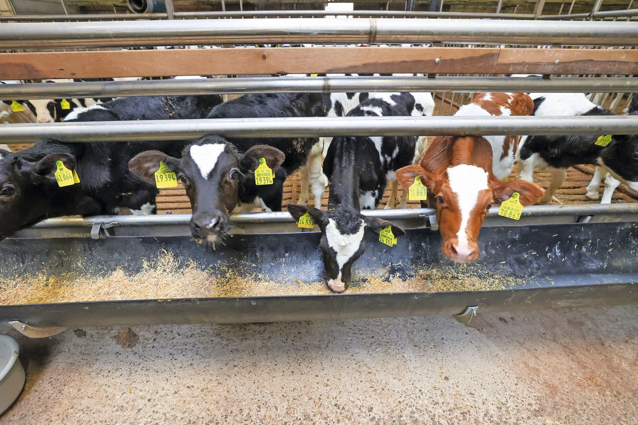 antibiotica kalveren geiten