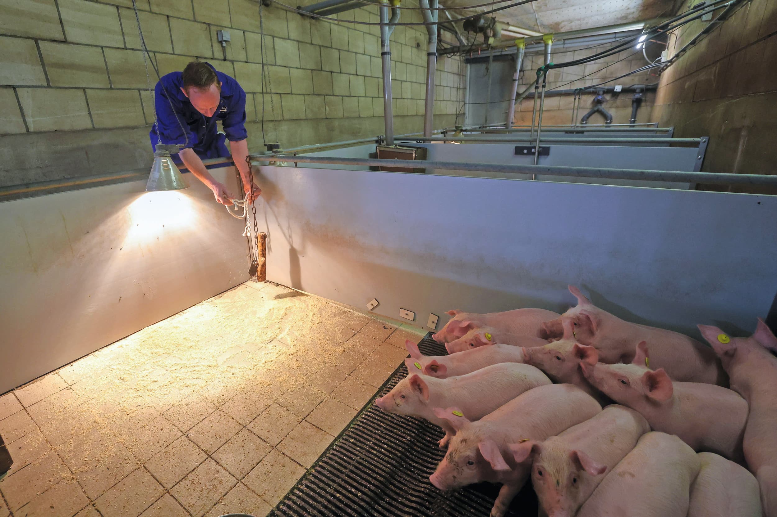 Een kauwtouw is een geschikte methode om te testen of de gespeende biggen vrij zijn van het PRRS-virus. Foto: Bert Jansen