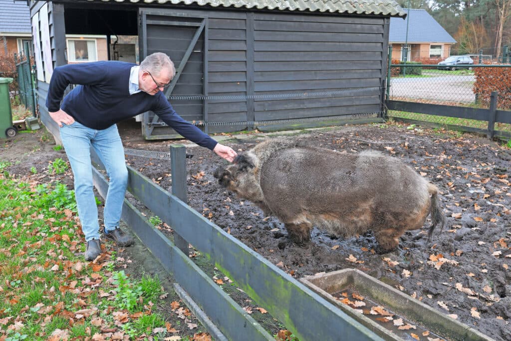 Schepers heeft een eigen visie op volhoudbaarheid van de varkenshouderij. Zoals het verhaal van beer Lucy, een kruising van een Amerikaans industrieel varken en een Hongaars wild zwijn, ontstaan door een project samen met Koen van Mechelen van La biomista, en op de Dutch design week in 2016 gepresenteerd met als thema: Biodiversiteit brengt sterkere dieren.