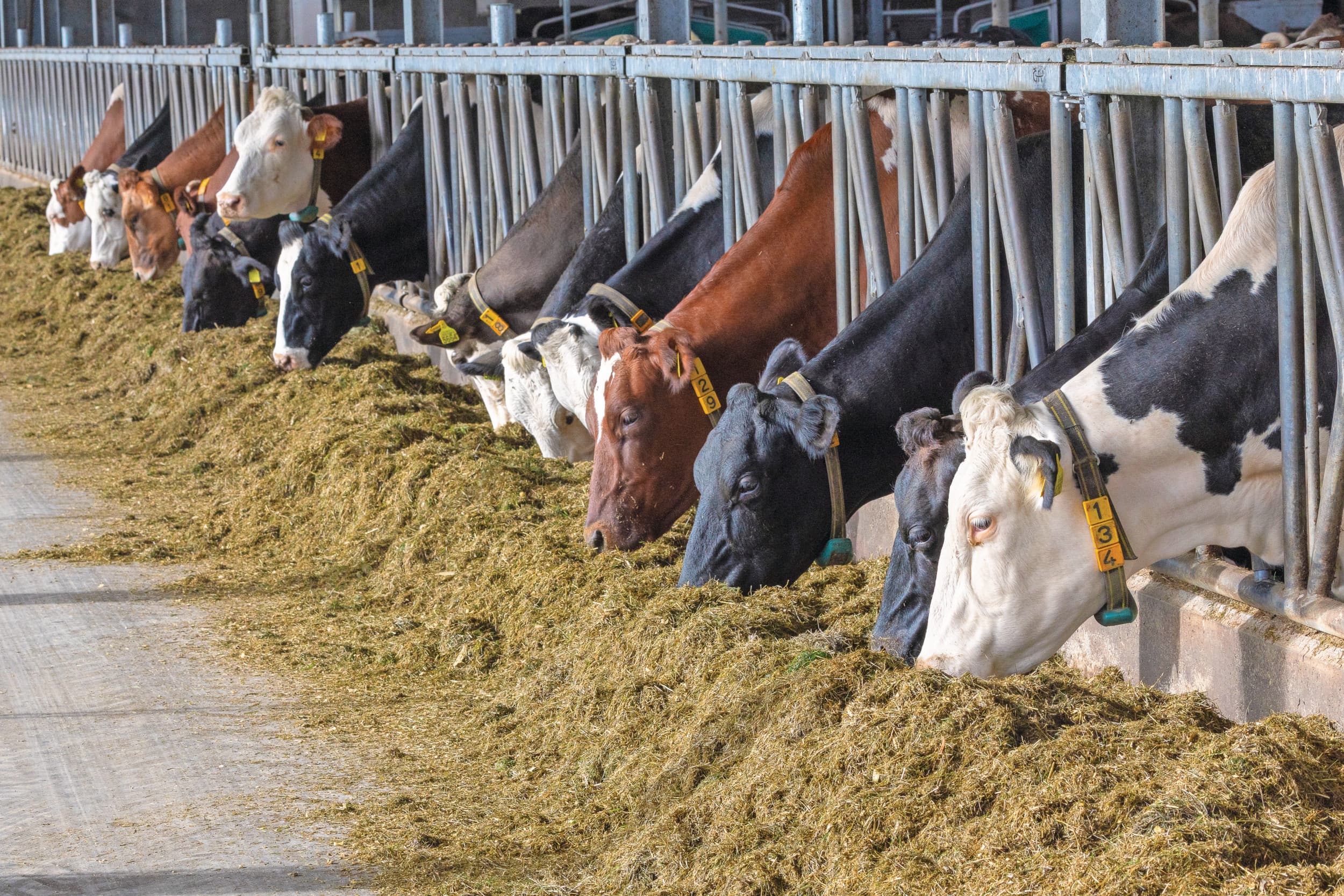 Het is bijna 1 januari, maar er wordt nauwelijks nog gesproken over invoering van de rekenkundige stikstofondergrens van 1 mol. Foto: Koos Groenewold