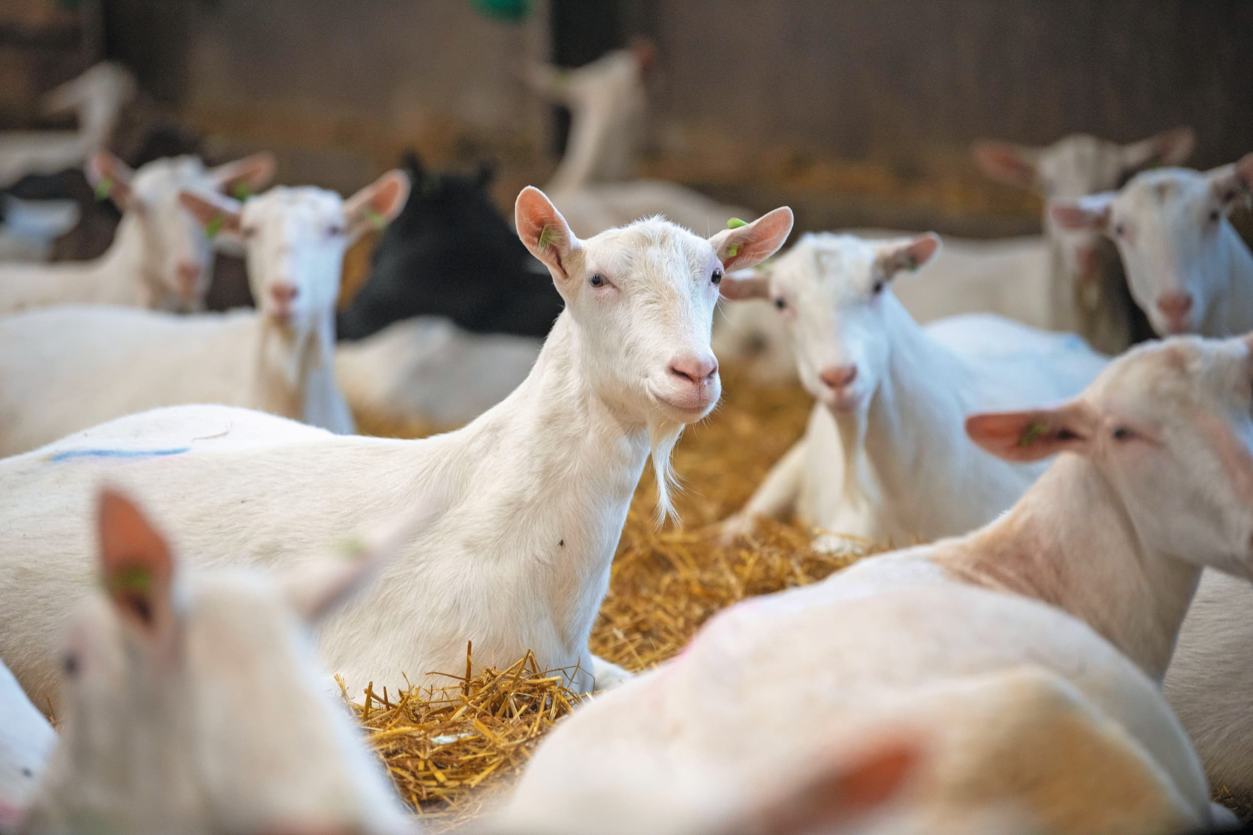 gezondheidsraad stalmaatregelen geitenhouderij