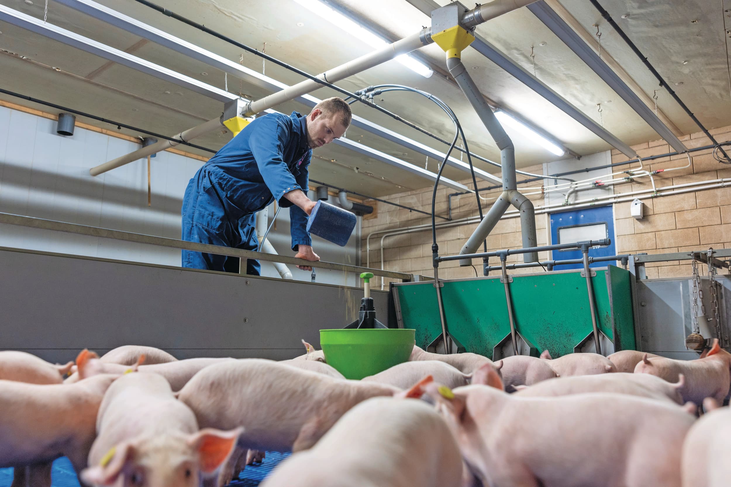 Een stabiele productie en goed geregelde afzet van gezonde varkens is onder zowel goede als slechte marktomstandigheden een voorwaarde voor een financieel sterk bedrijf. Foto: Mark Pasveer