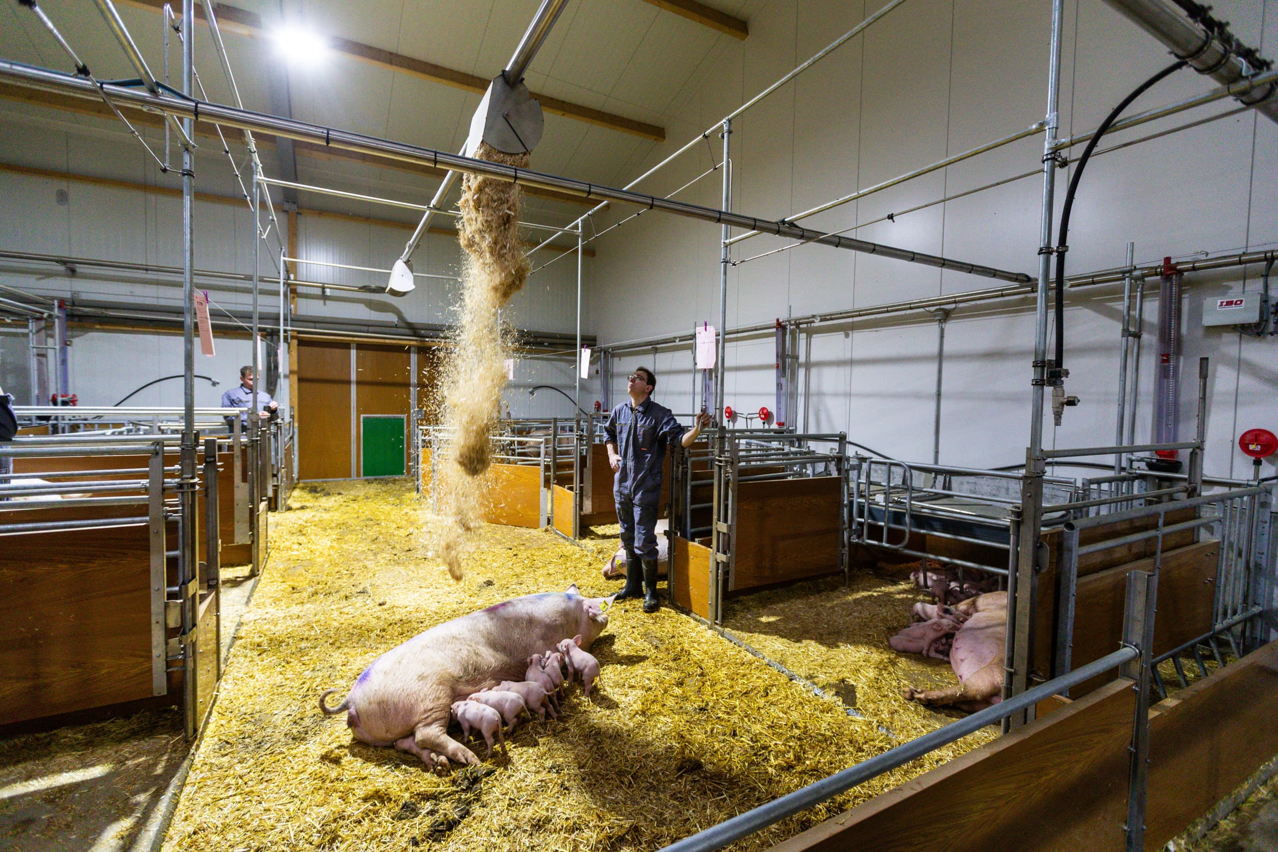 Een verdeler doseert dagelijks stro in alle hokken. Nienhaus heeft als doel om zonder kruiwagen te werken in de stal. Het uitmesten gebeurt met behulp van een elektrische wiellader. Foto's: Ronald Hissink