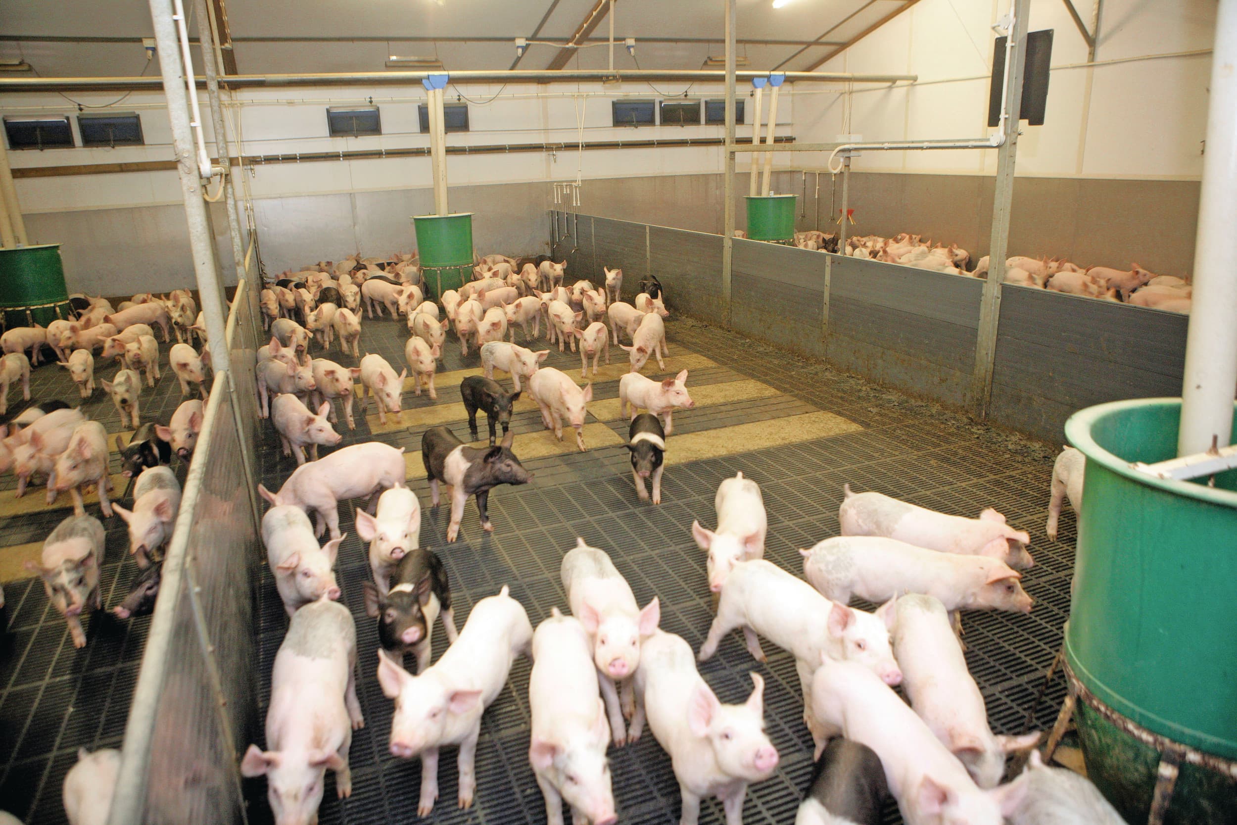 Cranswick groei kip varkenshouderij