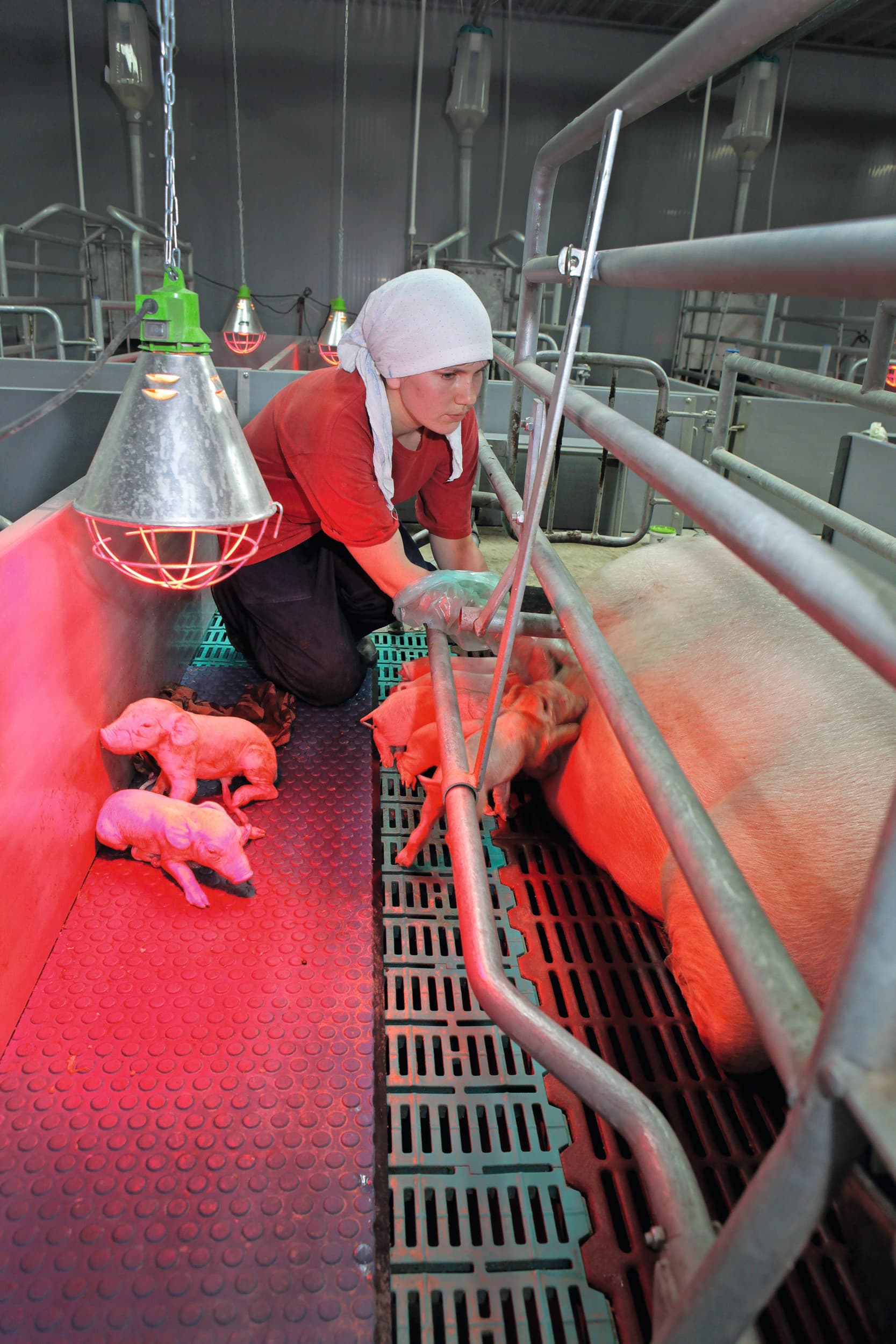 Zorg voor pasgeboren biggen in Rusland. De export van Russisch varkensvlees neemt toe en zal met het heropenen van de Filipijnse markt verder groeien. Foto: Henk Riswick