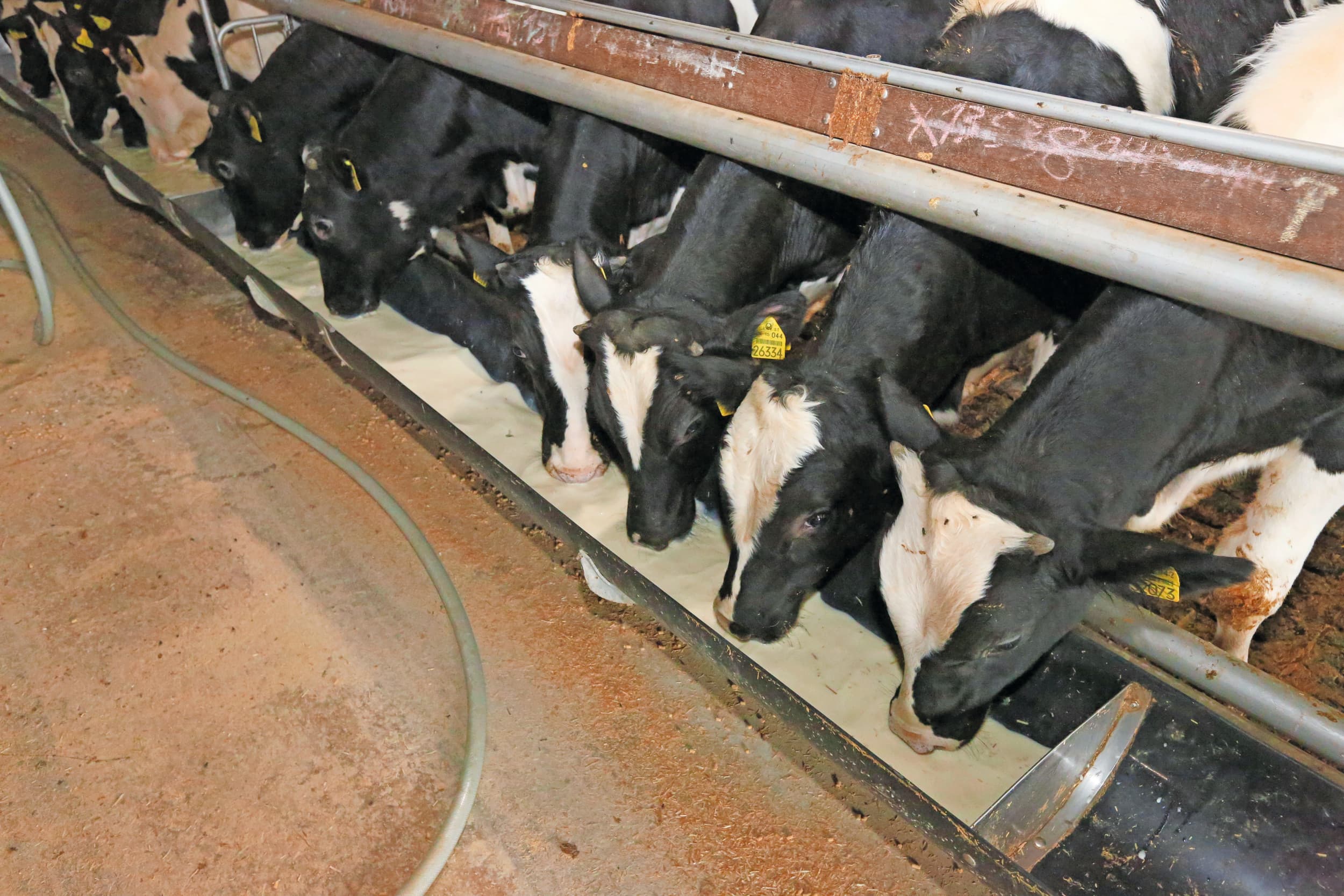 diergezondheid kalveren