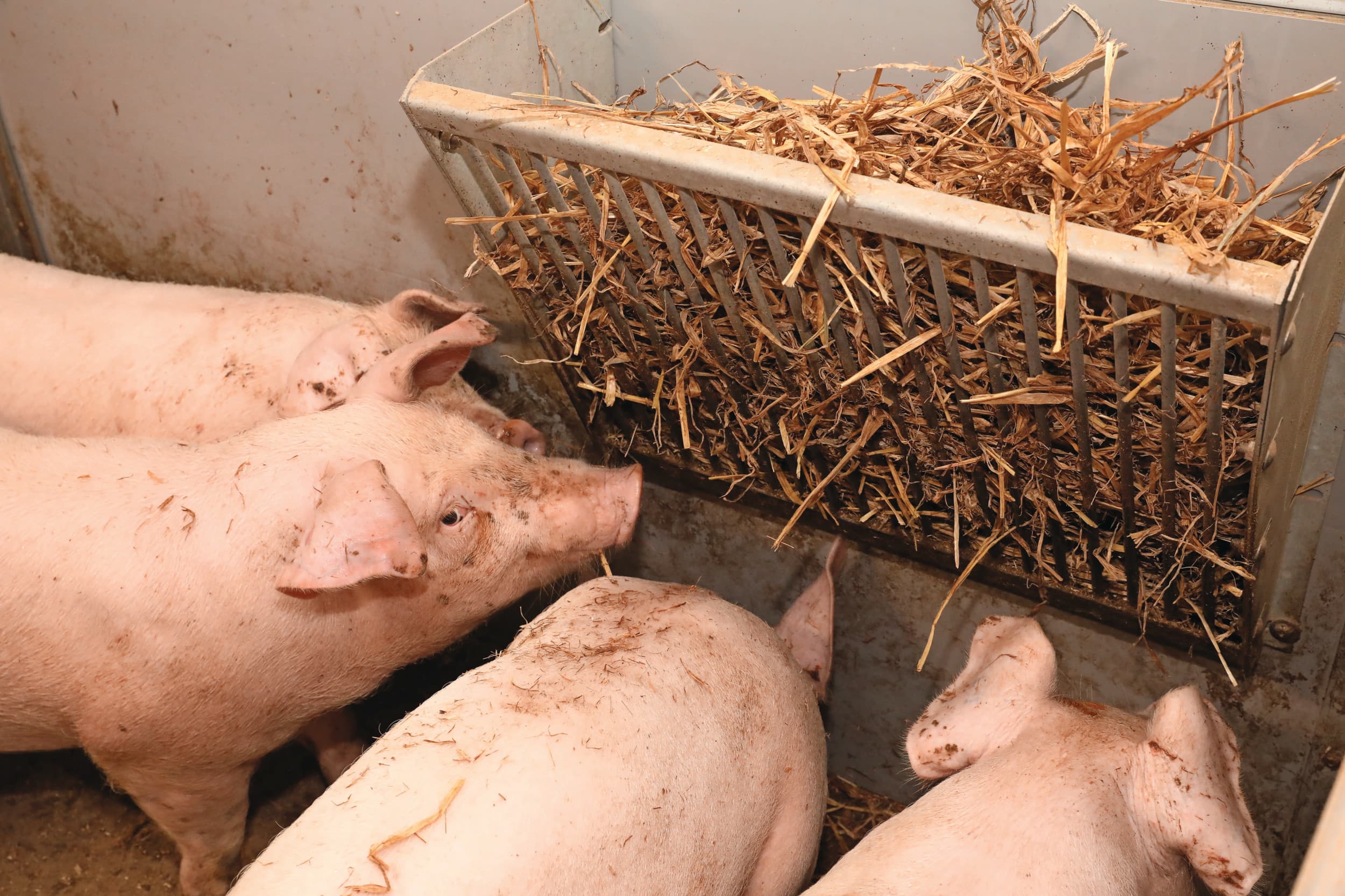 Varkens op een Fins bedrijf, dat vrij is van PRRS en Mycoplasma. De Nederlandse varkenshouderij wil in 2040 vrij zijn van PRRS. Foto: Henk Riswick