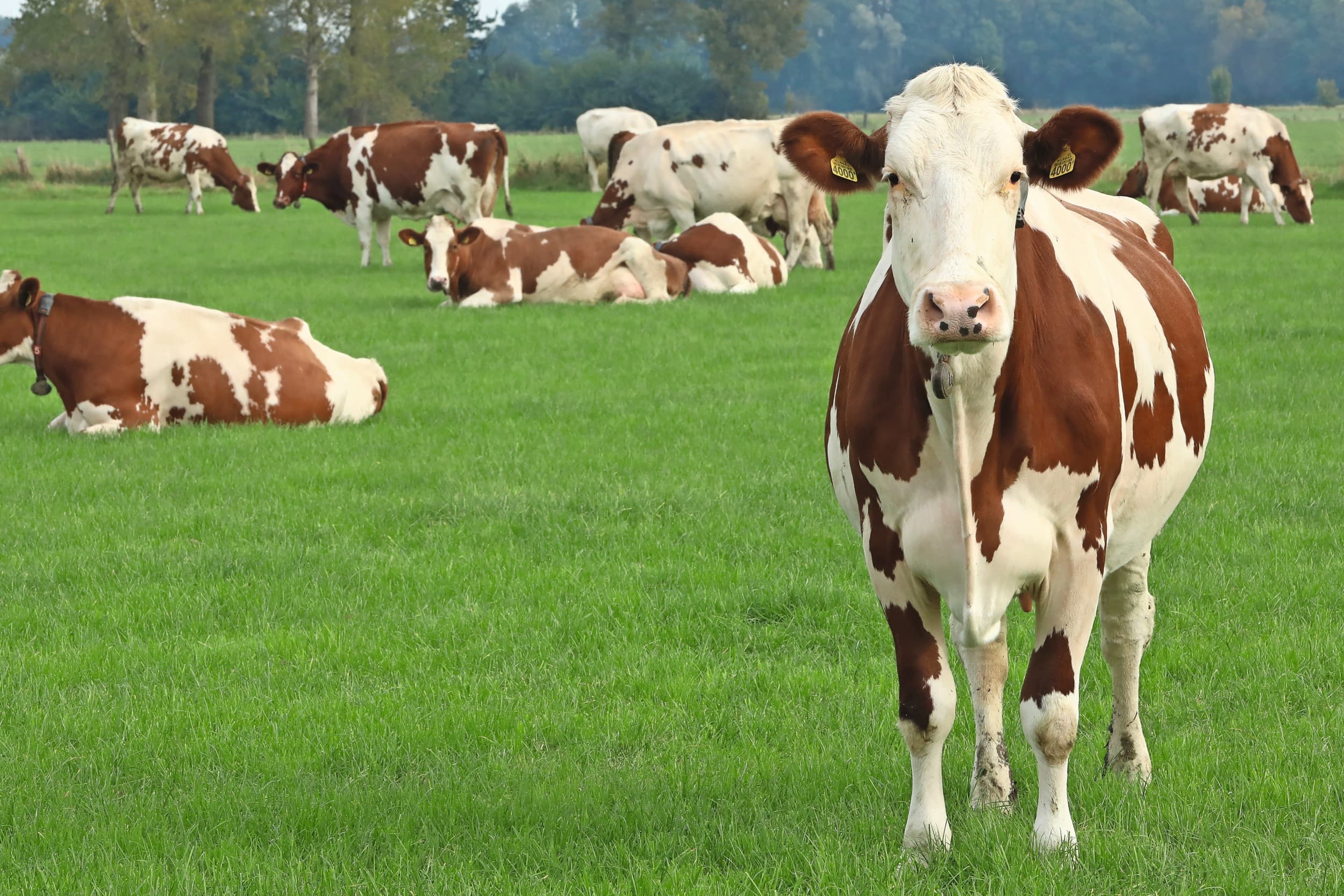 afname weidegang melkveebedrijven