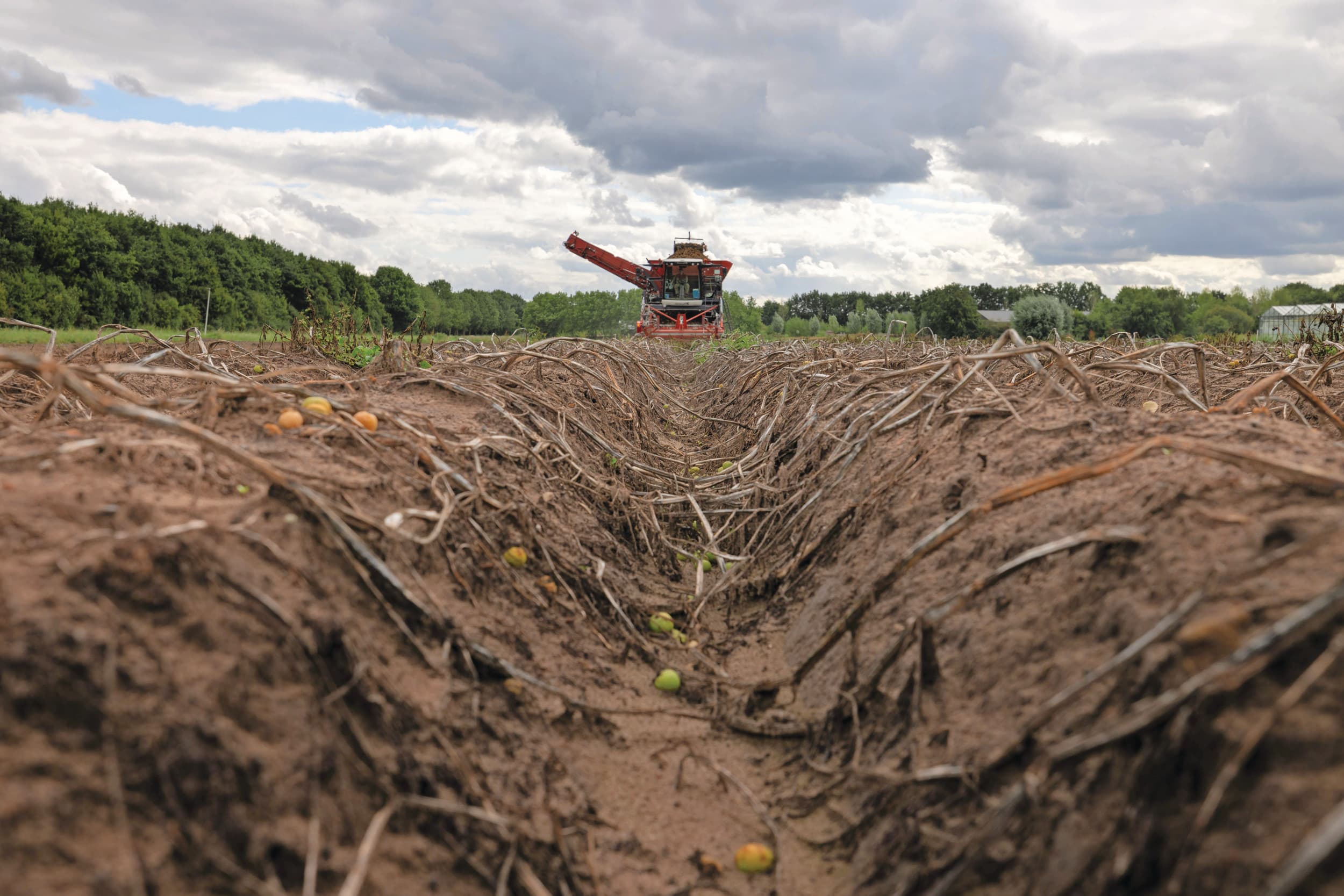 Aardappeloogst. Foto: Peter Roek