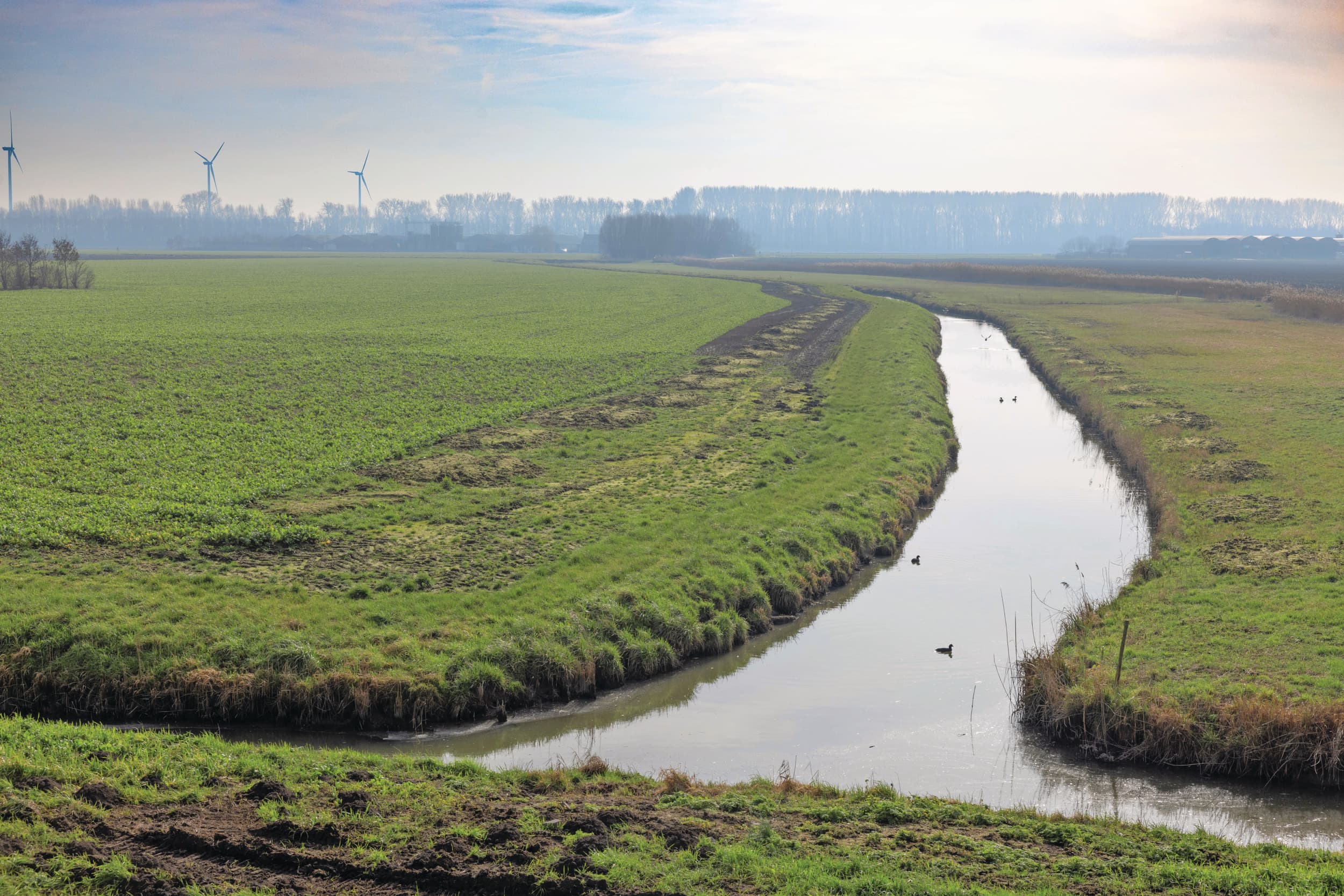 Brabantse boeren stikstofruimte en landbouwdruk