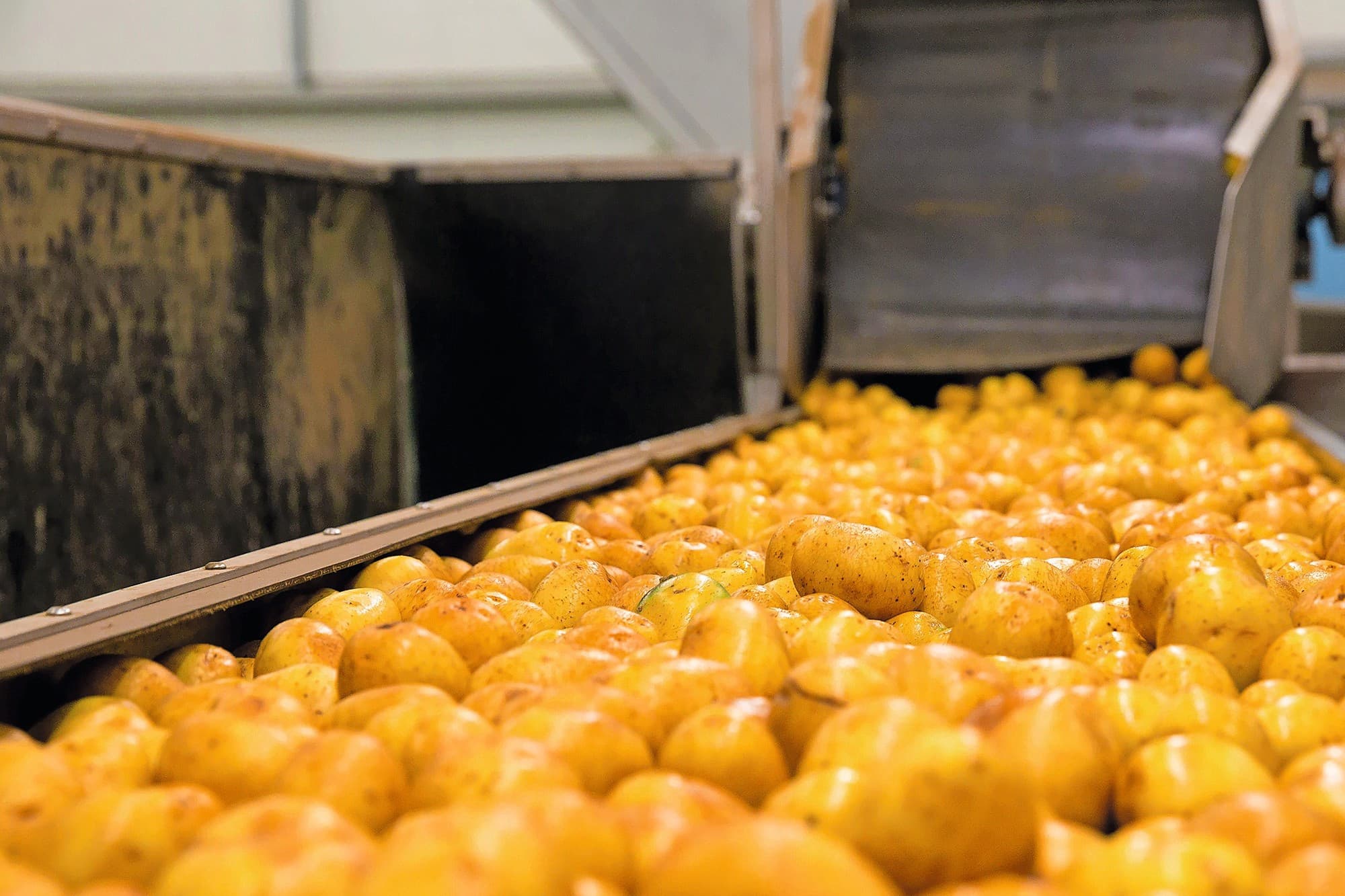 Dit seizoen is er tot en met november 1.160.988 ton aardappelen verwerkt. Vorig jaar was dat in dezelfde periode 1.538.100 ton. Foto: Vavi