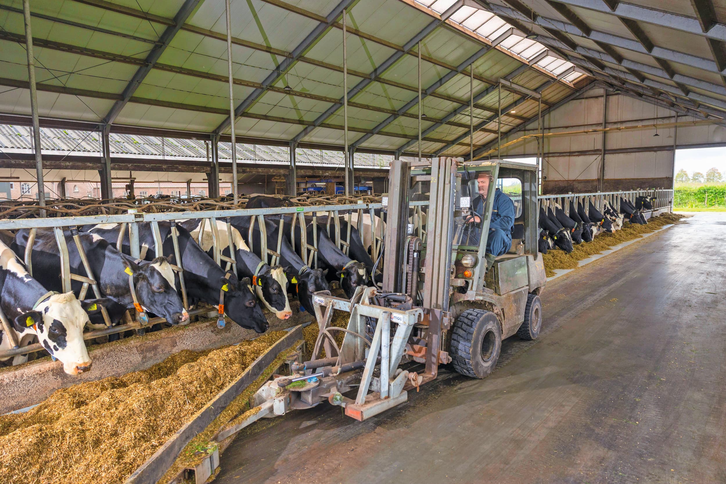Spelen met de hoeveelheid snijmais en het ruw eiwitgehalte van de graskuil heeft effect op het aanbod ruw eiwit in het rantsoen van de veestapel. Foto: Herbert Wiggerman