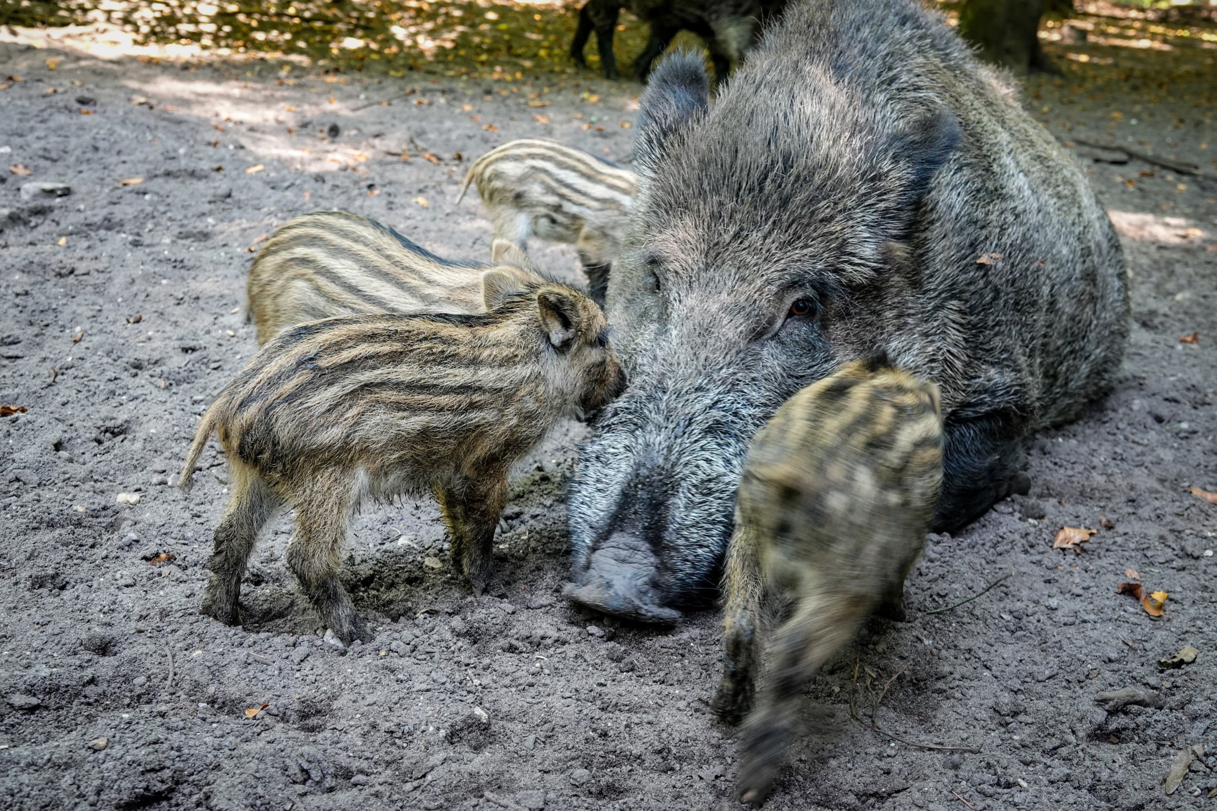 Het aantal AVP-besmette wilde zwijnen in Spanje stijgt naar 13. Exportbeperkingen drukken de varkensprijs met €0,15 per kilo geslacht gewicht. Foto: ANP