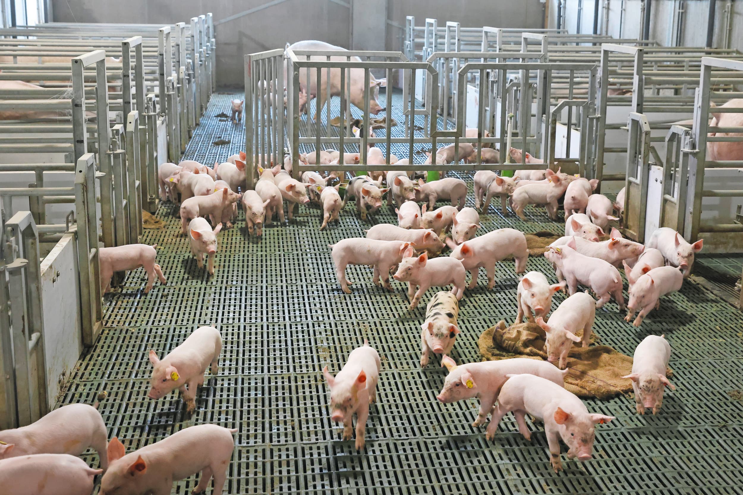 Meerdere tomen in een vrijloopkraamhok. Een risico voor de diergezondheid, maar het biedt meer dierenwelzijn. Deze vorm van huisvesten heeft ook voordelen voor de big na het spenen. Als de biggen in grote groepen in een hok komen, kennen ze elkaar en zijn er geen rangordegevechten meer. Foto: Ton Kastermans Fotografie
