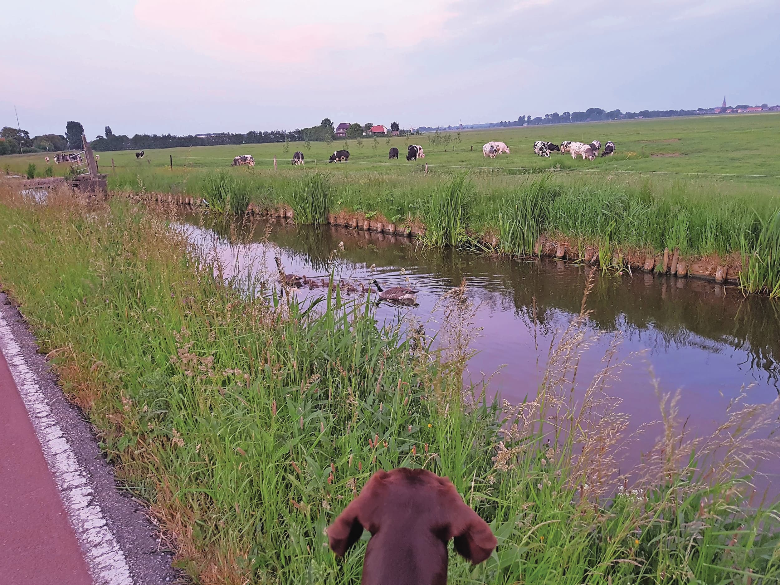 Bij het ministerie van Infrastructuur en Waterstaat is sprake van voorzichtig optimisme over de Kaderrichtlijn Water. Met de extra inzet wordt verbetering van de waterkwaliteit verwacht. Foto: Boerderij