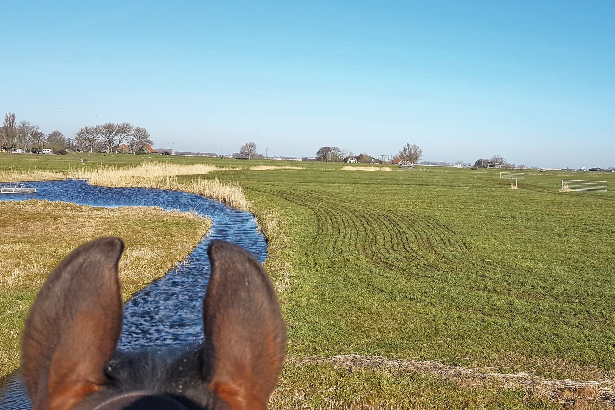 De Europese Commissie is kritisch over het voorstel om de bemestingsvrije bufferstroken te versmallen in gebieden op klei en veen waar de waterkwaliteit voldoet en die niet in aandachtsgebieden liggen. Foto: Boerderij
