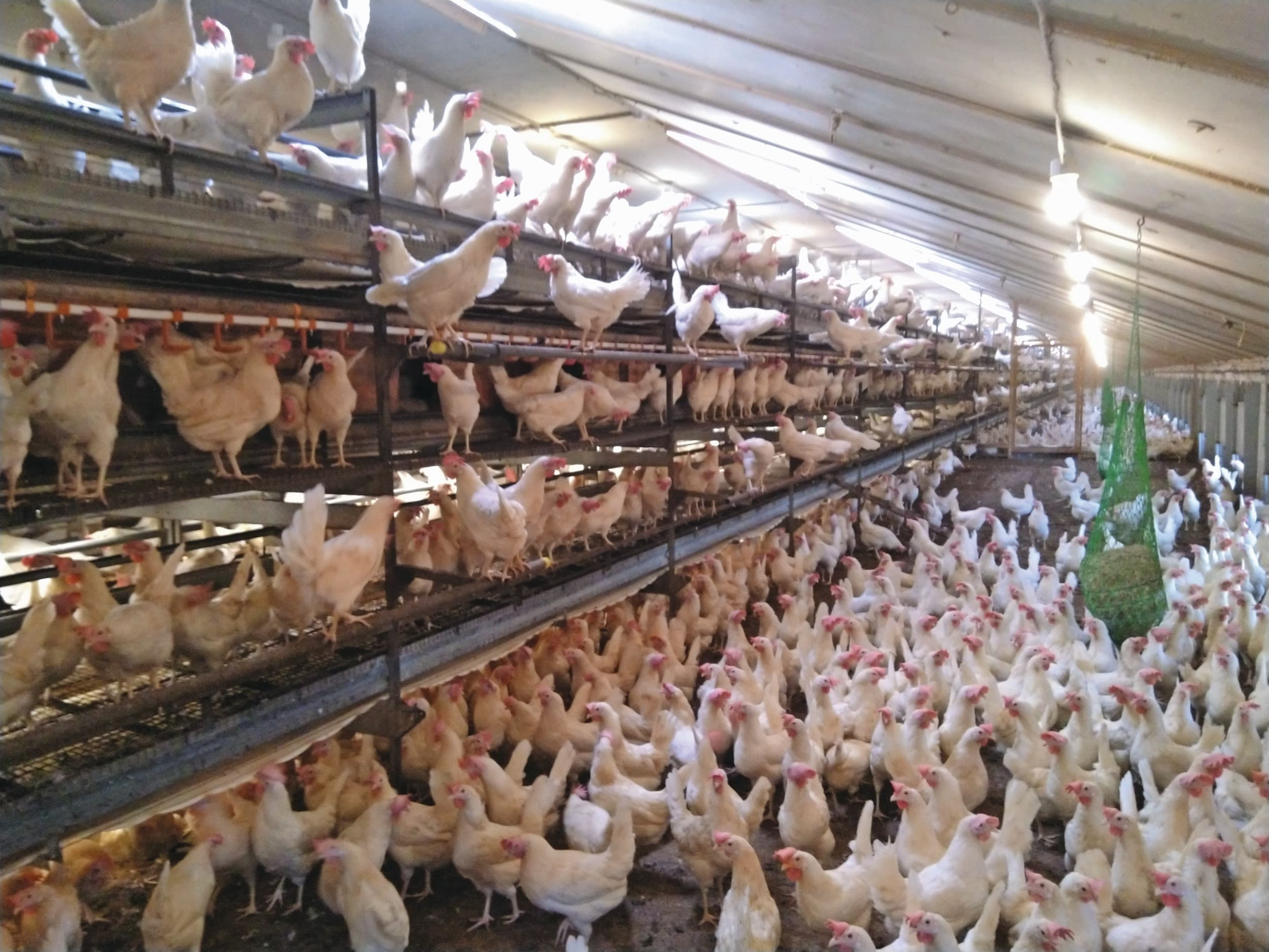 Wereldwijde acceptatie van vaccinatie kan bijdragen aan de aanpak van vogelgriep. Foto: Willem-Jan van Vliet