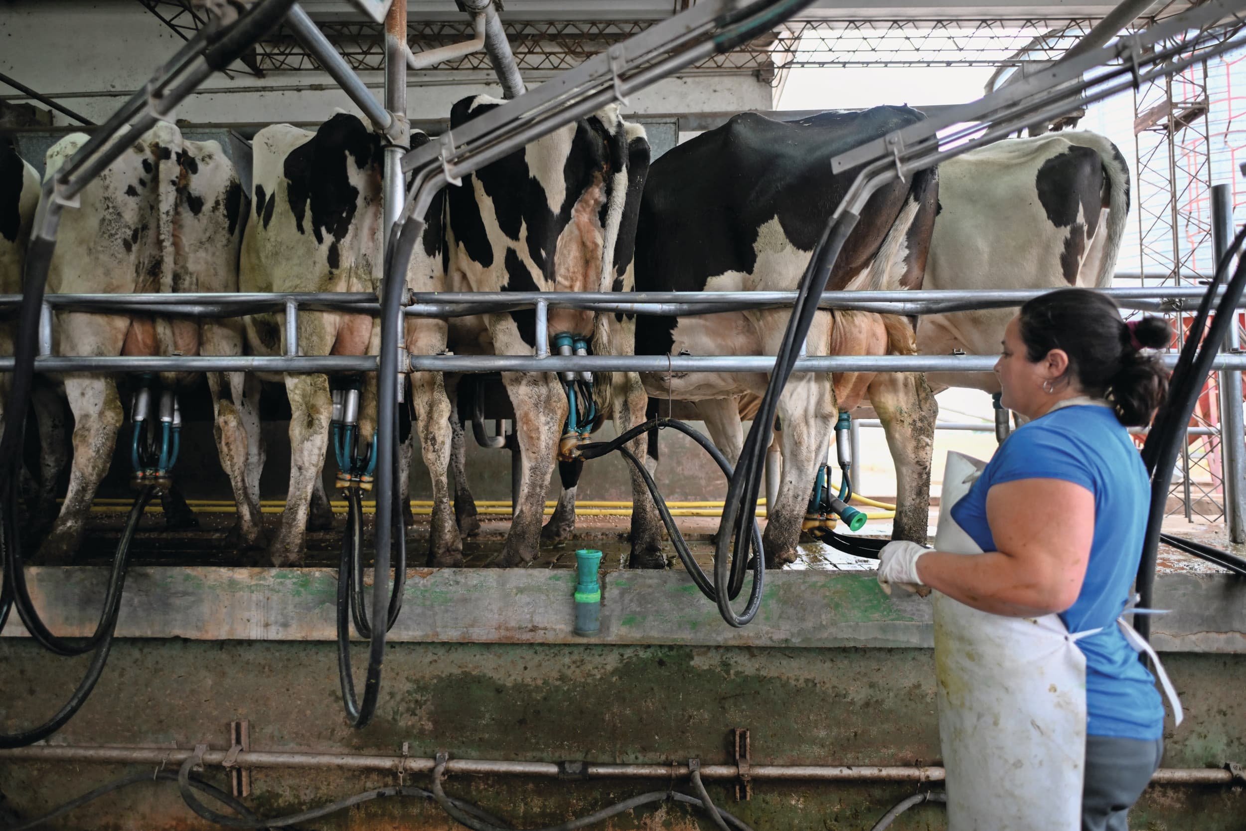 De Argentijnse melkproductie groeide naar het op een na hoogste niveau in de geschiedenis van de Argentijnse zuivelsector. Foto: ANP