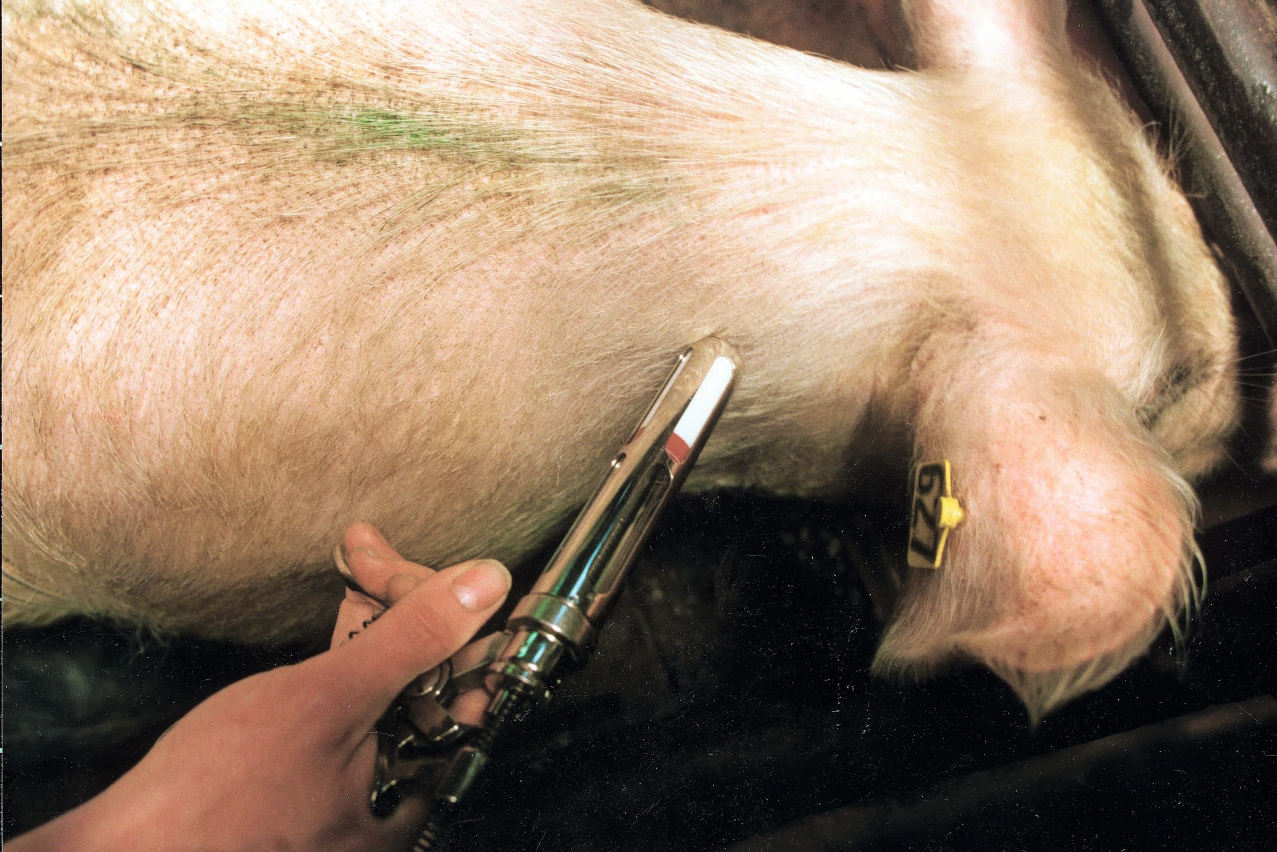 In het verleden werden varkens gevaccineerd tegen de Ziekte van Aujeszky. Sinds 2007 is vaccinatie tegen de virusziekte verboden. Sinds 2009 is Nederland officieel vrij van de ziekte. Archieffoto: Henk Riswick