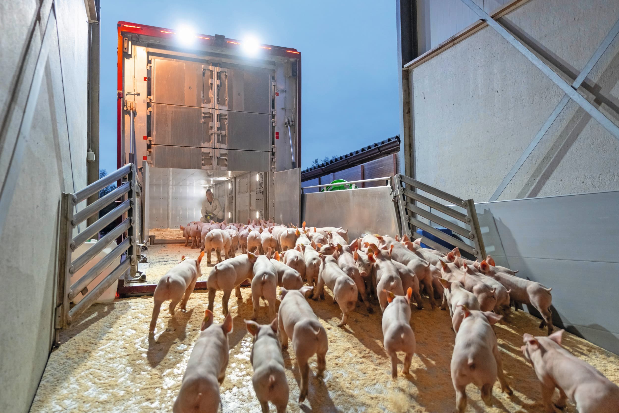 Biggen laden voor export naar Duitsland. Spanje is Duitsland voorbij gestreefd als belangrijkste exportbestemming voor Nederlandse biggen. Foto: Jan Willem Schouten