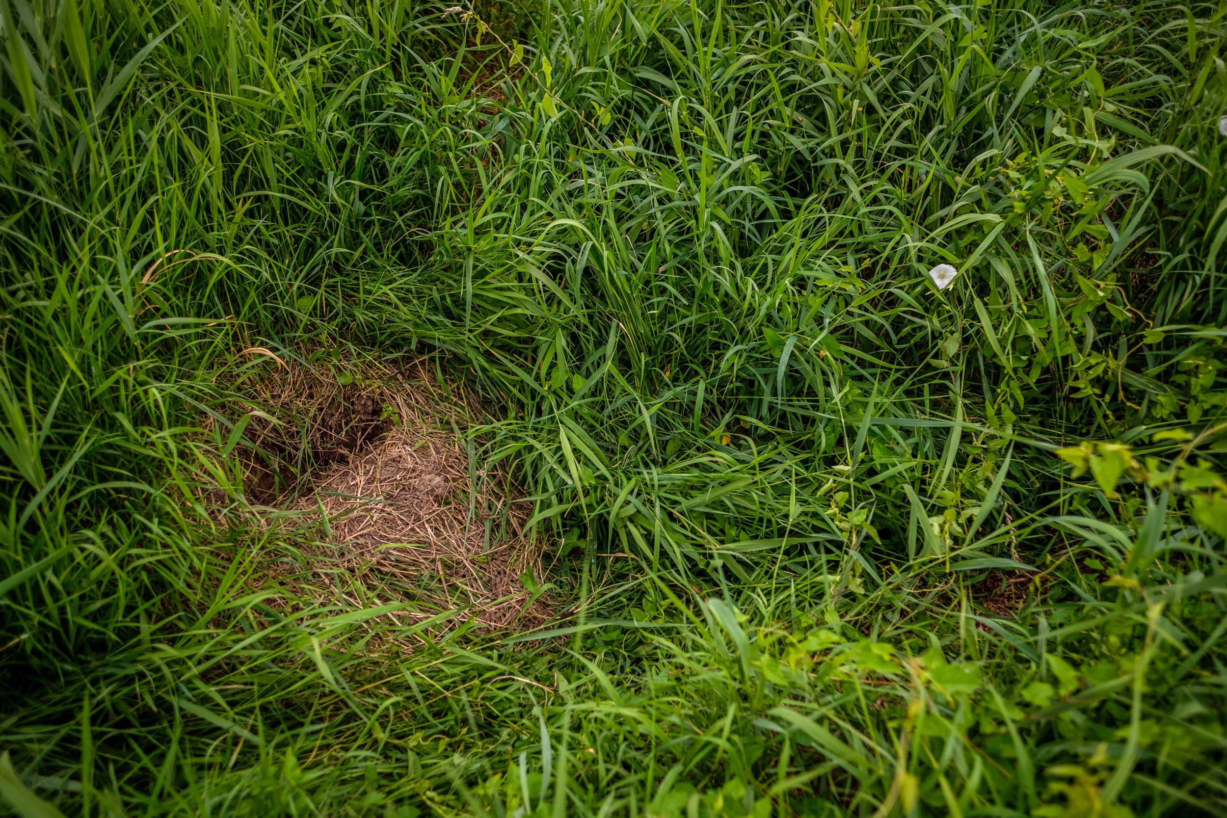 meer muskusratten gevangen 2025