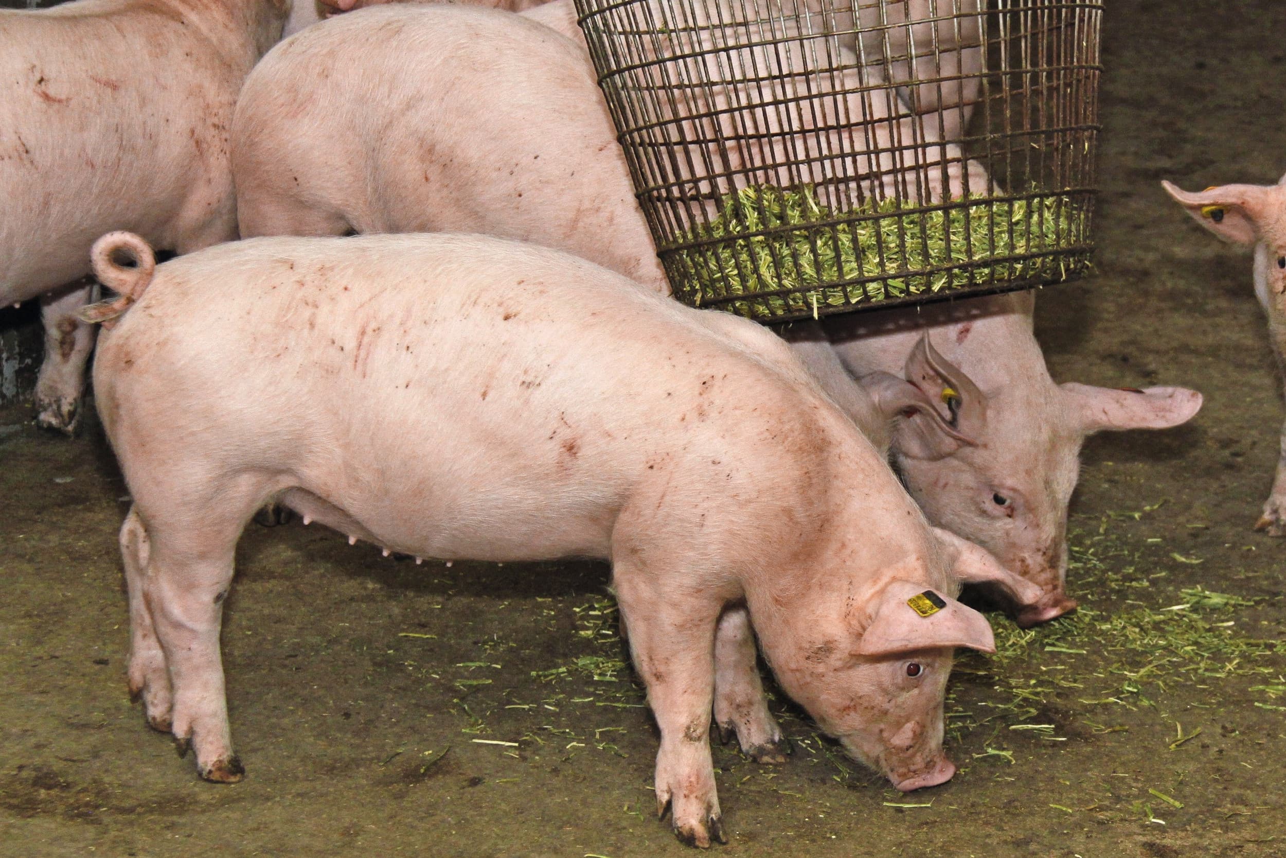 De criteria voor hokverrijking voor varkens zijn verder aangescherpt. Varkens moeten permanent kunnen beschikken over materiaal dat zowel eetbaar als wroetbaar is. Foto: WUR