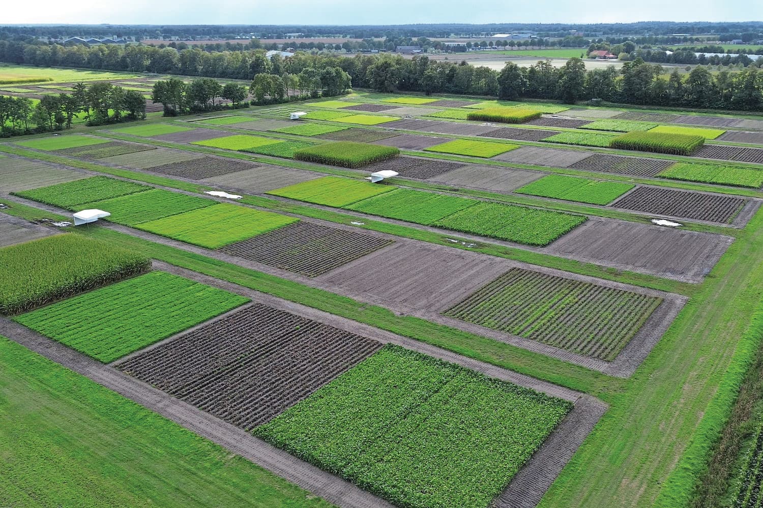 Proefveld in Vredepeel (L.) waar ervaringen worden opgedaan met Integrated Crop Management (ICM), gefotografeerd op 11 september 2025. Foto: Michiel Eberwijn