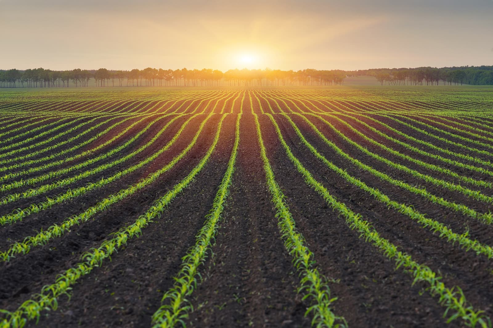 Foto: Agrifirm
