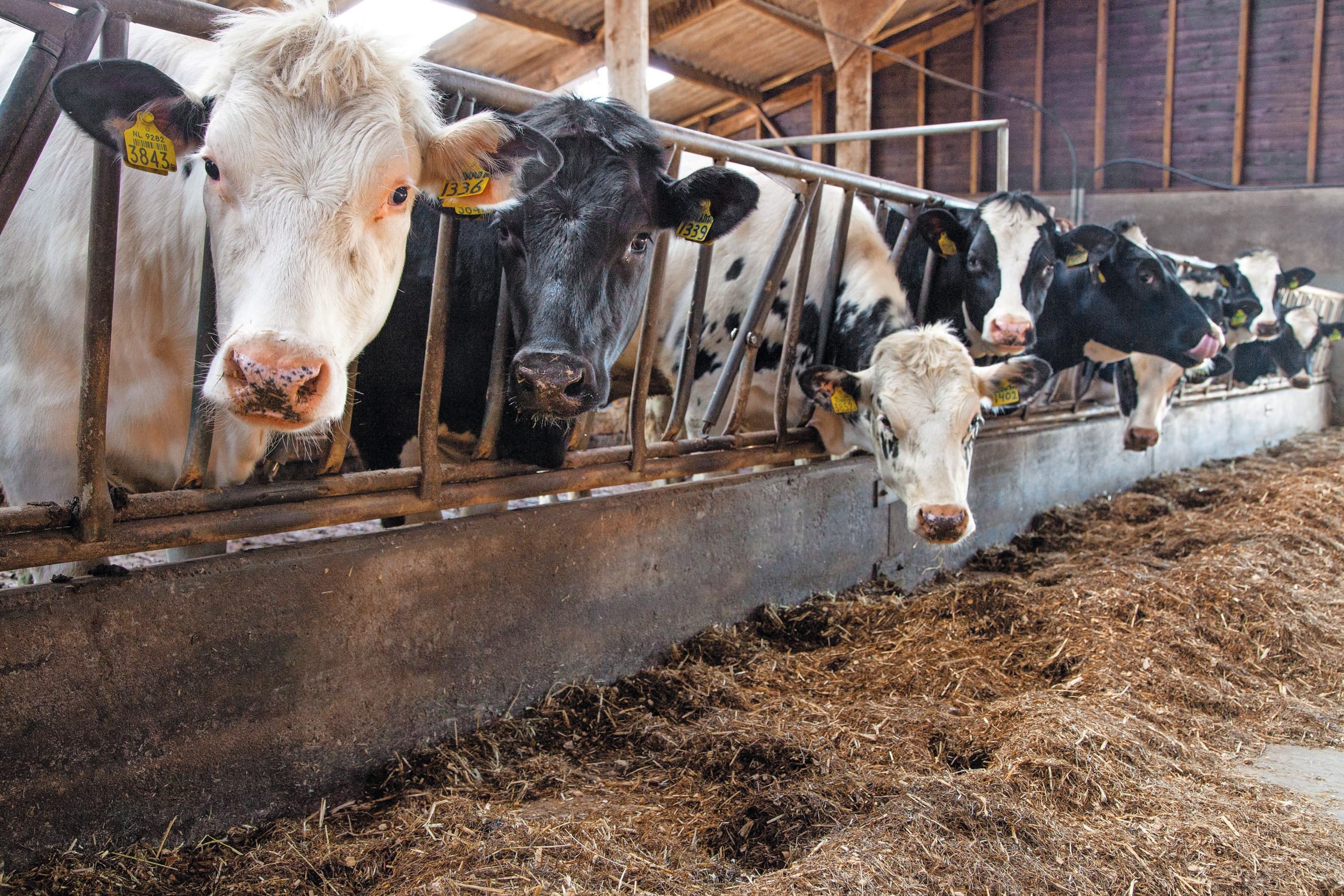 Koeien aan het voerhek. De Nederlandse veehouderij komt steeds verder in de verdrukking. Foto: Herbert Wiggerman