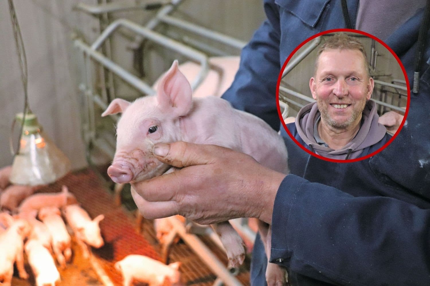 Het produceren van mooie biggen, daar haalt Theo Kampschöer uit Horssen enorm veel voldoening uit. Foto’s: Dick van Doorn