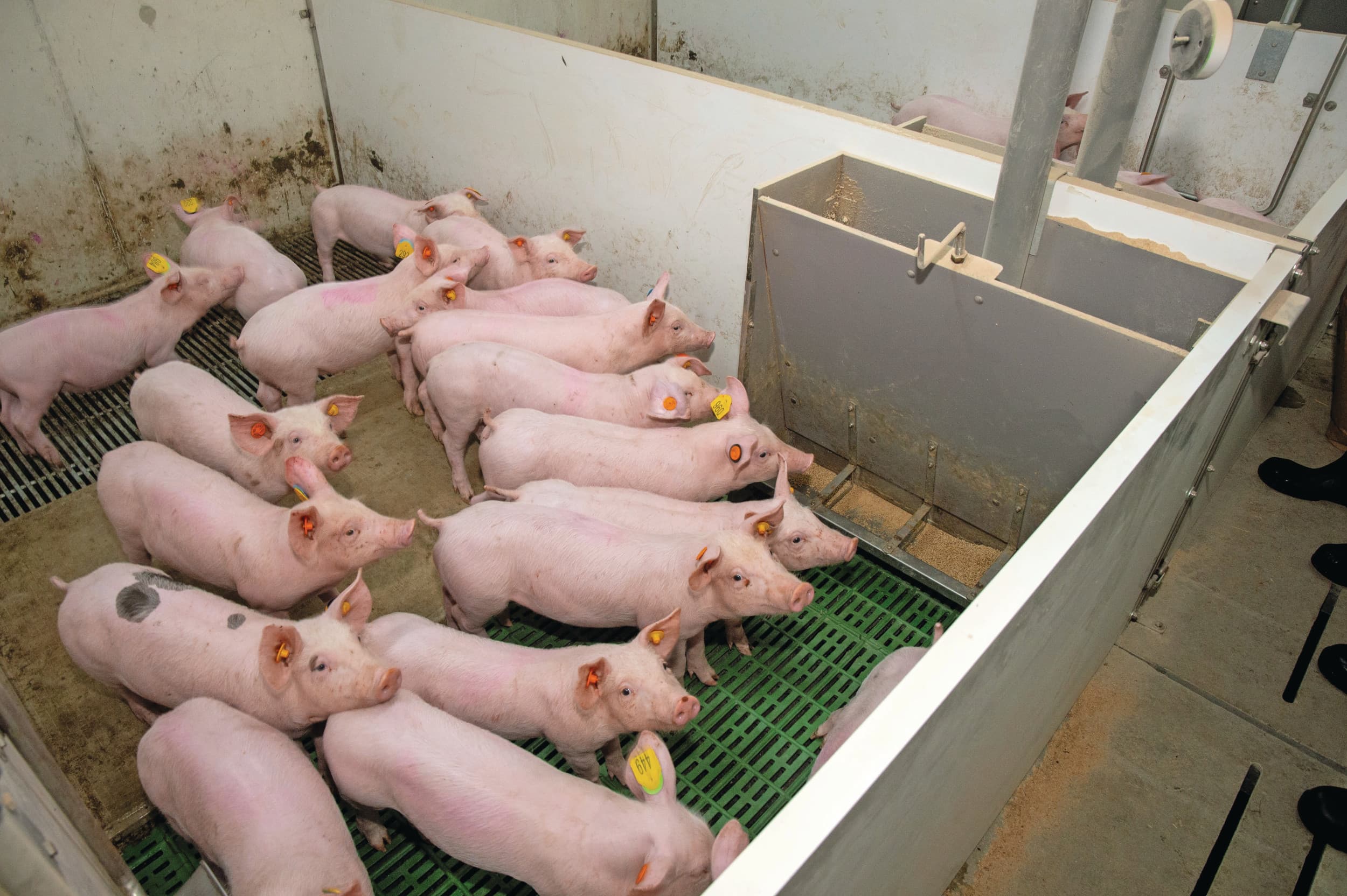 In de nieuwbouw is plaats voor 200 gespeende biggen. Dit zijn biggen van de eerste productieronde. De zwaarste en lichtste biggen blijven op het bedrijf. De overige gaan naar de onderzoeksstal vijf kilometer verderop.