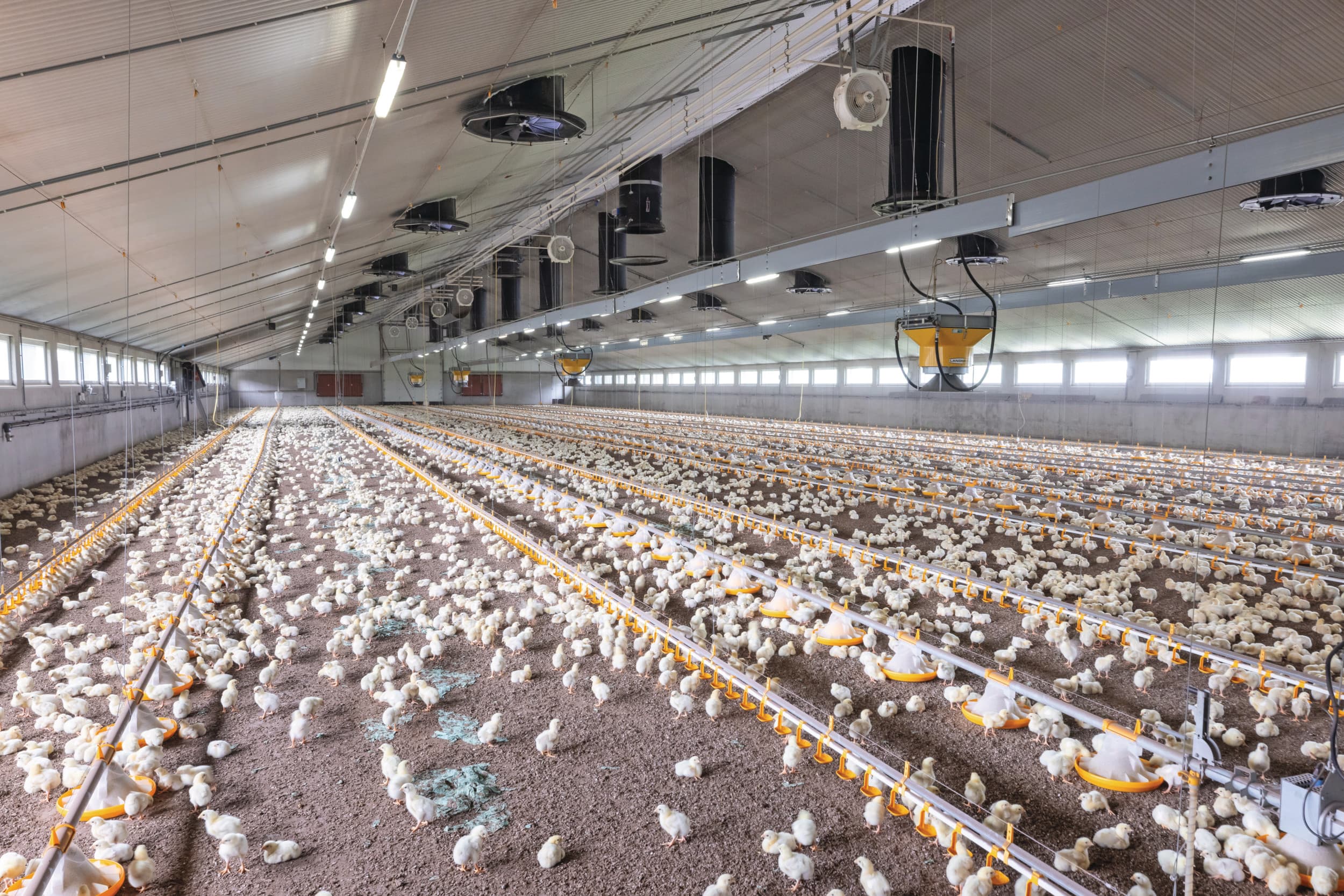 Stal met reguliere vleeskuikens. Meerdere vleeskuikenhouders in het reguliere segment uiten hun zorgen over de in hun ogen achterblijvende kwaliteit van eendagskuikens. Foto: Koos Groenewold