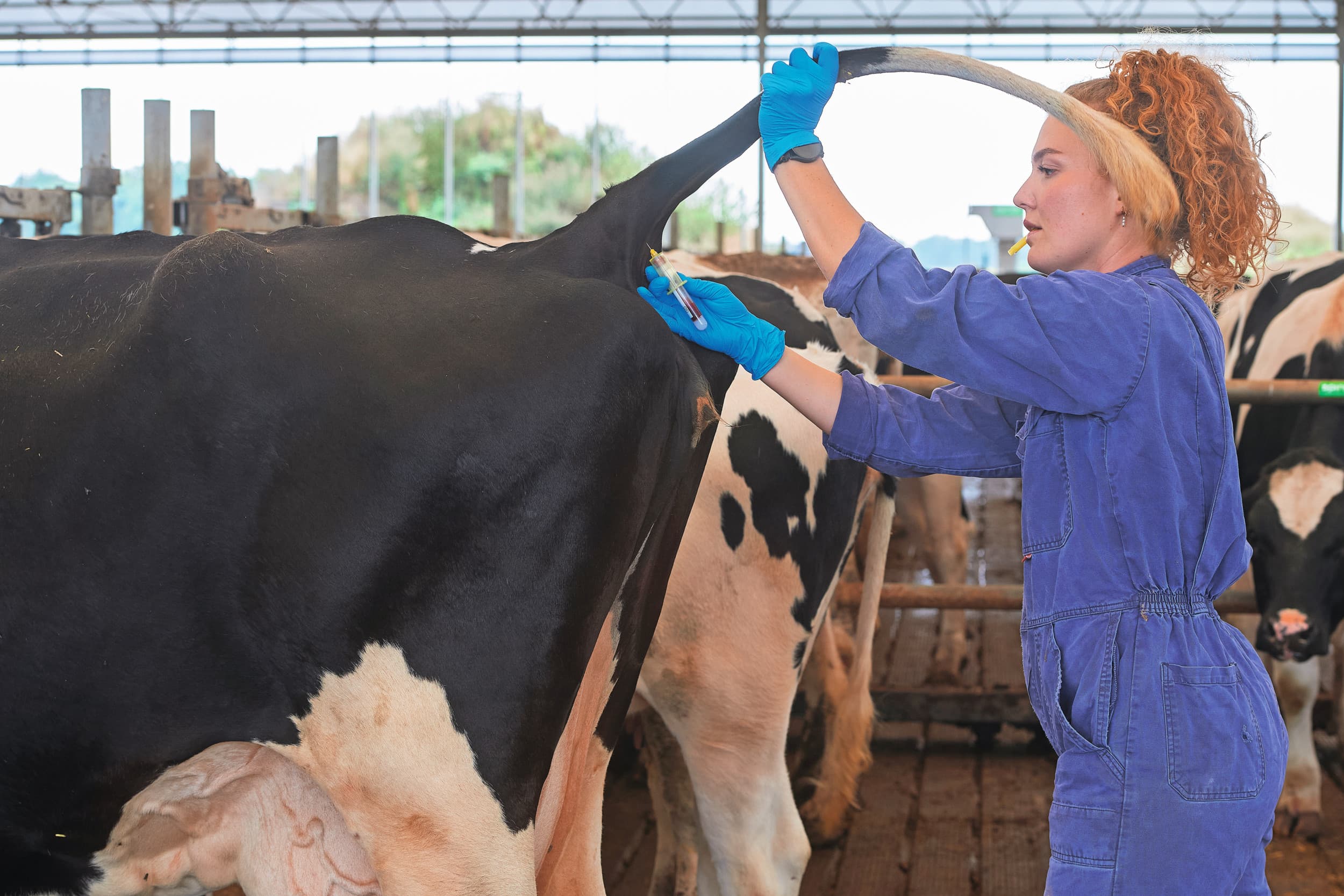 Het nemen van bloedmonsters voor onderzoek naar IBR. Dit is niet op een van de besmette bedrijven. Foto: Van Assendelft Fotografie