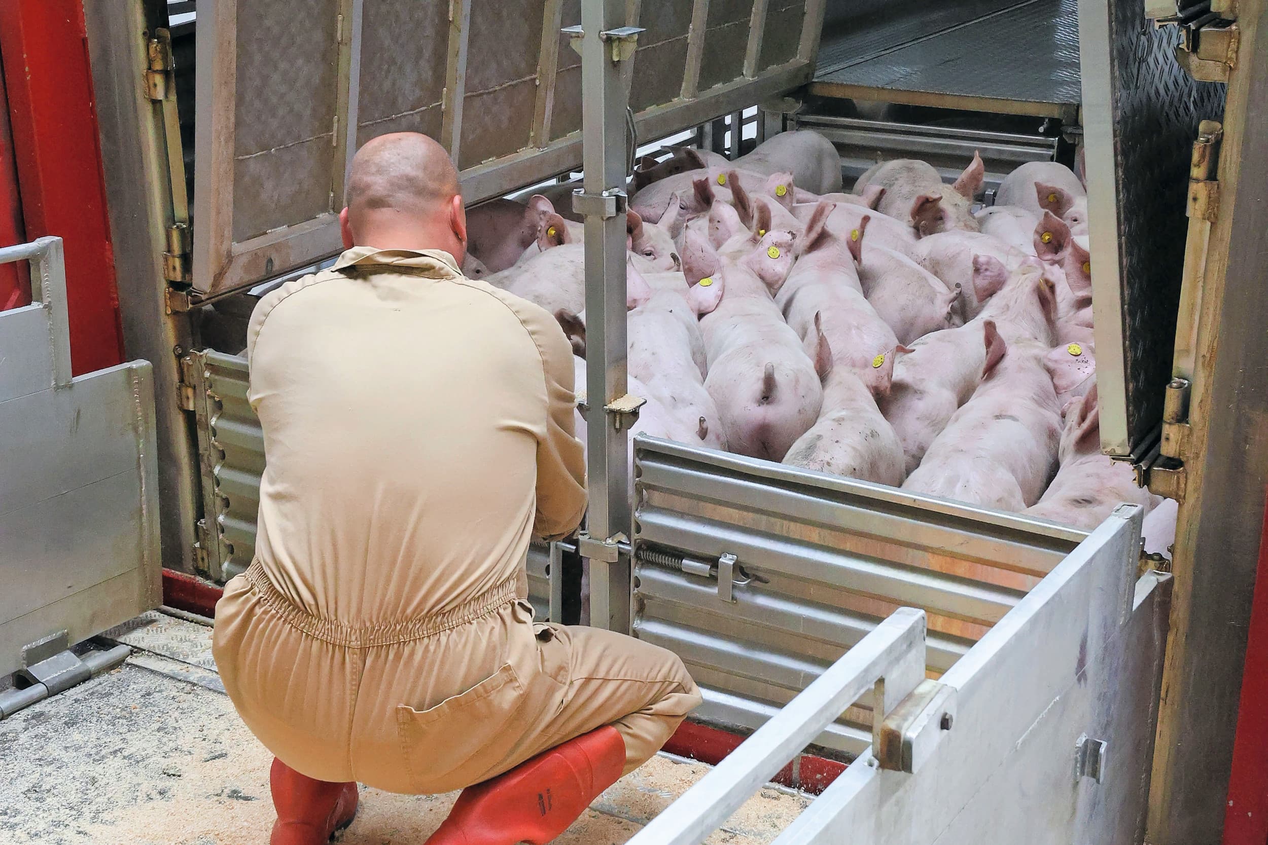 Ongeveer 15% van de in Nederland geproduceerde biggen vindt zijn weg naar Spanje. In de laatste drie weken van het jaar is de export bijna gehalveerd. Foto: Bert Jansen