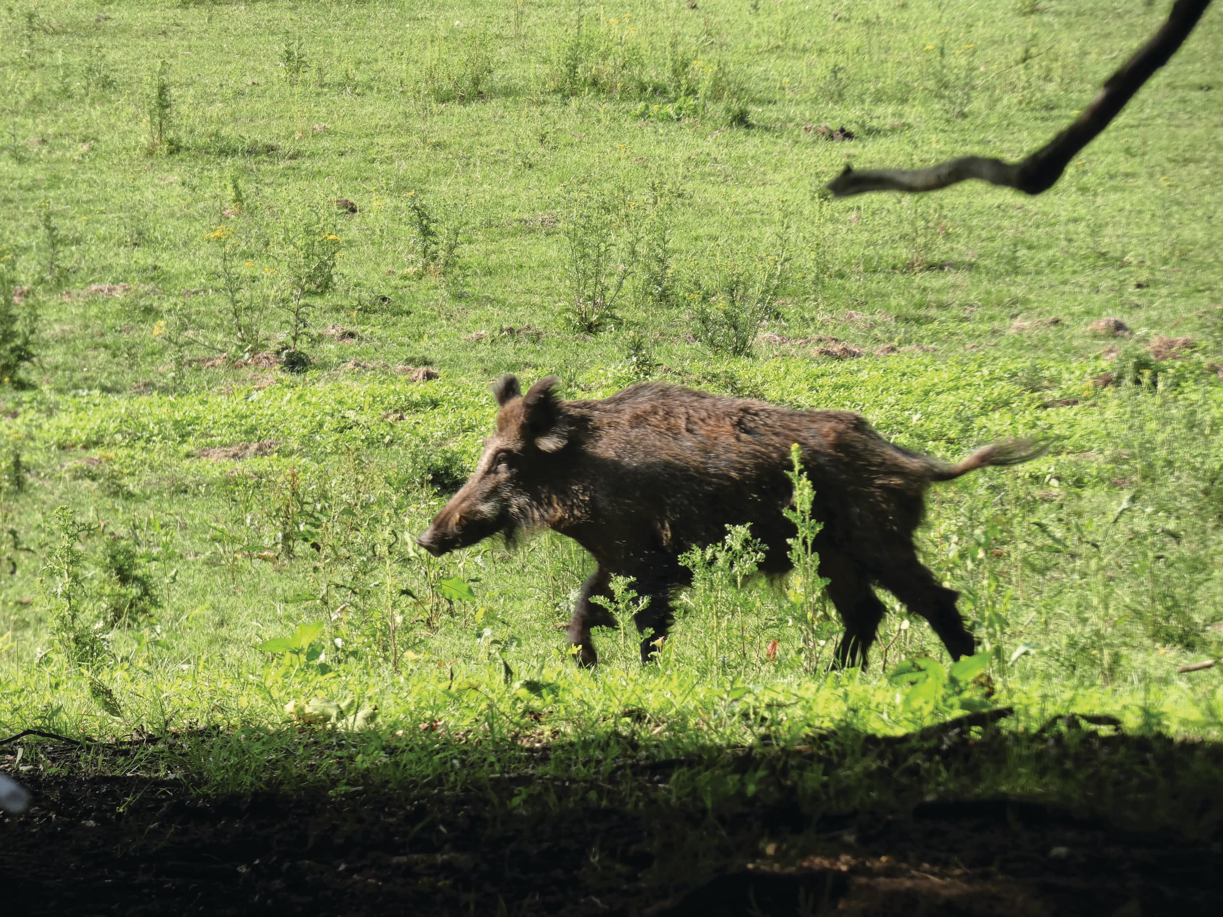 Het Spaanse AVP-virus heeft genetische kenmerken die nog niet eerder zijn beschreven en niet overeenkomen met de AVP die momenteel in West-Europa circuleert. Foto: Jan Vullings