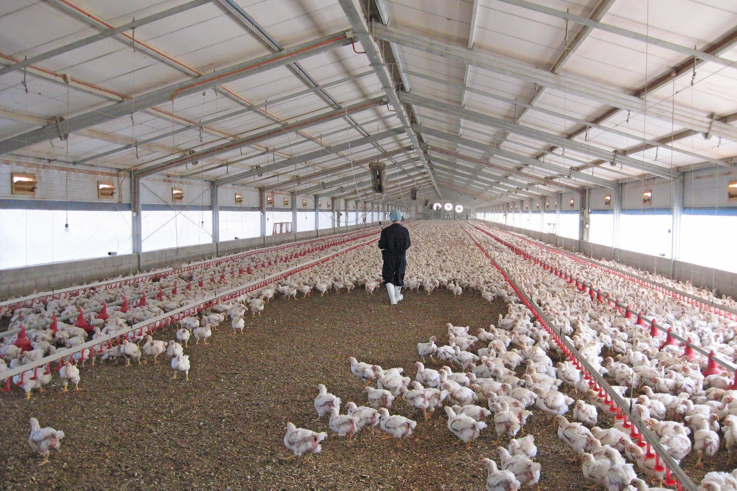 Mercosur-akkoord landbouw