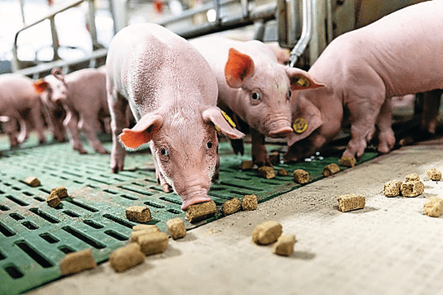 Grote brokken geperst ruwvoer voor biggen in de kraamstal kunnen los op de vloer worden gegeven of in een bak. Wel is het van belang dat de brok niet te hard is en de biggen deze makkelijk kapot kunnen bijten en opeten. Foto: WUR