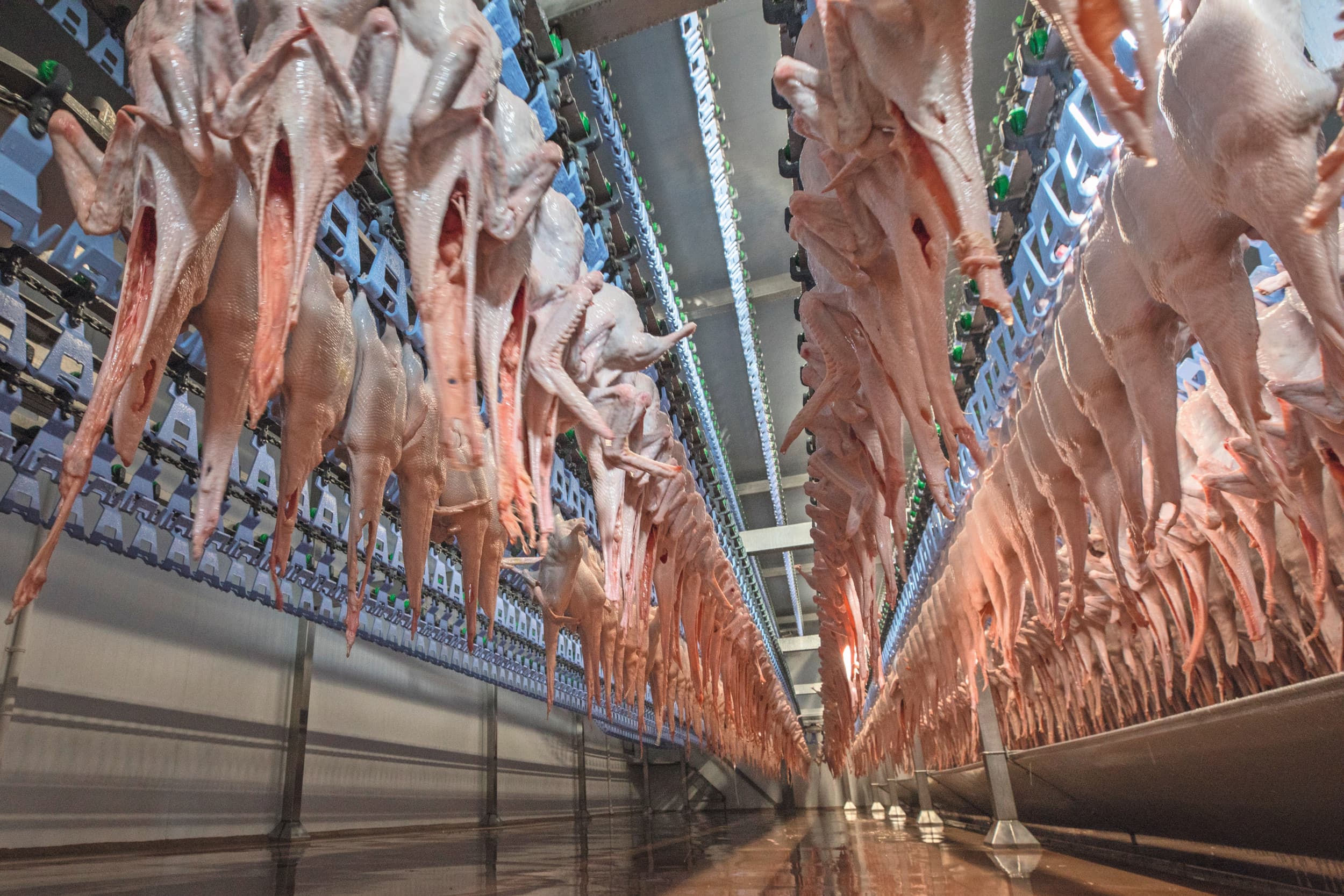 slachterij Duck-To Ermelo stoppen