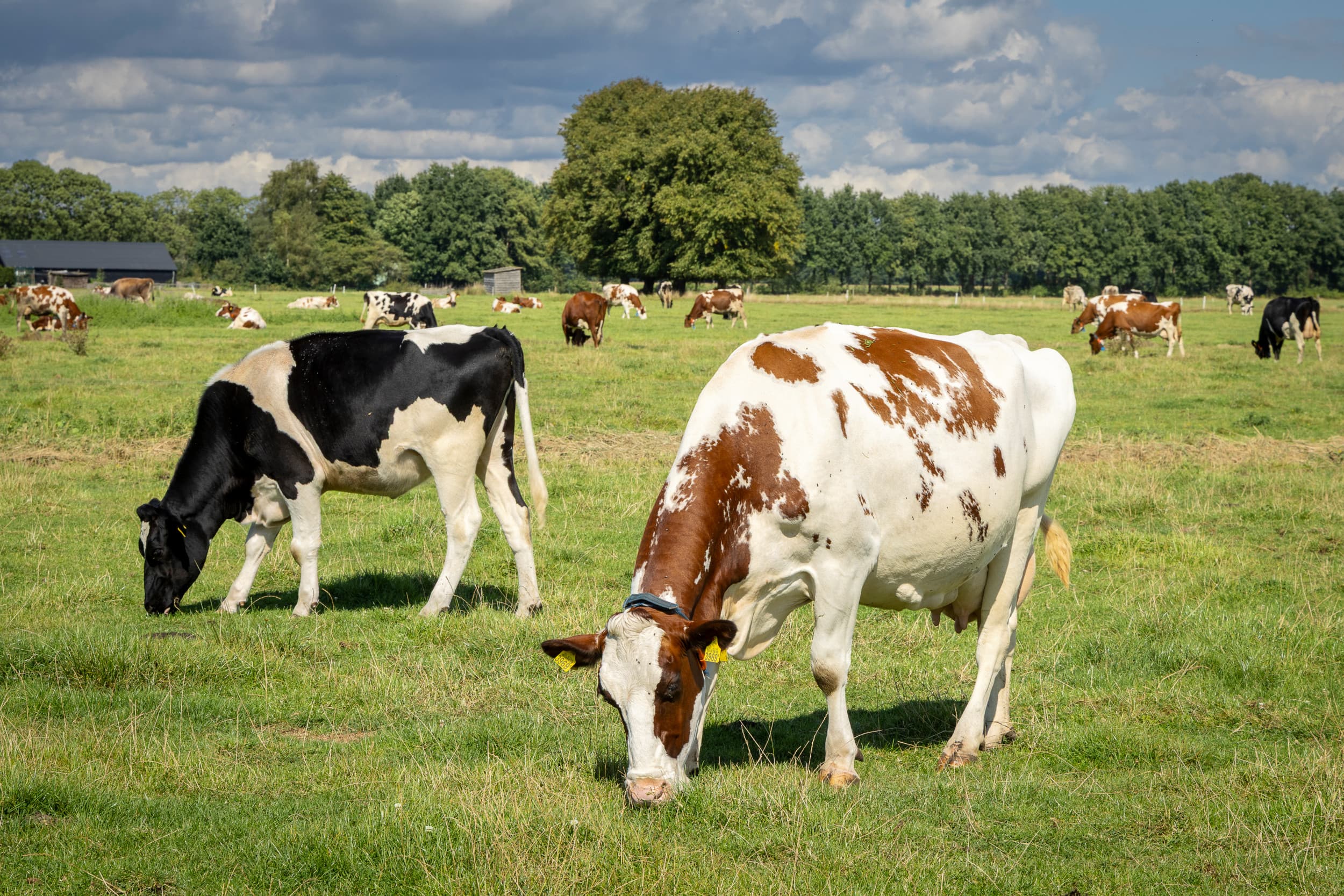 Koeien in de wei. Het percentage bedrijven dat weidegang biedt aan hun dieren loopt al een paar jaar terug. De partners in het convenant weidegang bedenken oplossingen om deze trend te stoppen of te keren. Foto: Koos Groenewold