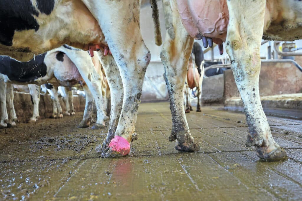 De kennisbank van de Landelijke Aanpak moet veehouders inzicht geven in de beste behandelingen van klauwaandoeningen. De veehouder kijkt zelf samen met adviseurs wat het beste voor zijn bedrijf is. Foto: Bert Jansen