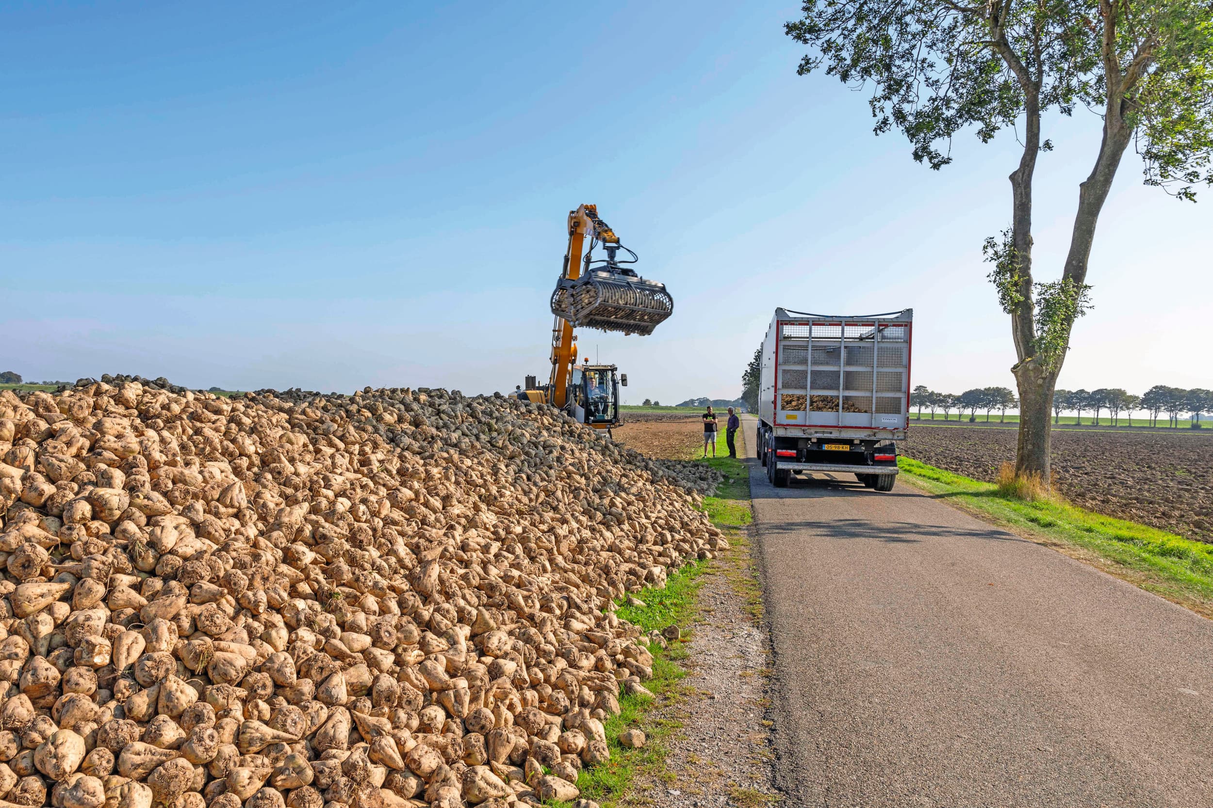 Bieten laden. De sterke campagne contrasteert met de moeilijke situatie op de Europese suikermarkt. De suikerprijs is sinds eind 2023 bijna 40% gedaald. Cosun memoreert dat afgelopen jaar vijf Europese suikerfabrieken hun poorten hebben gesloten. Foto: Koos van der Spek