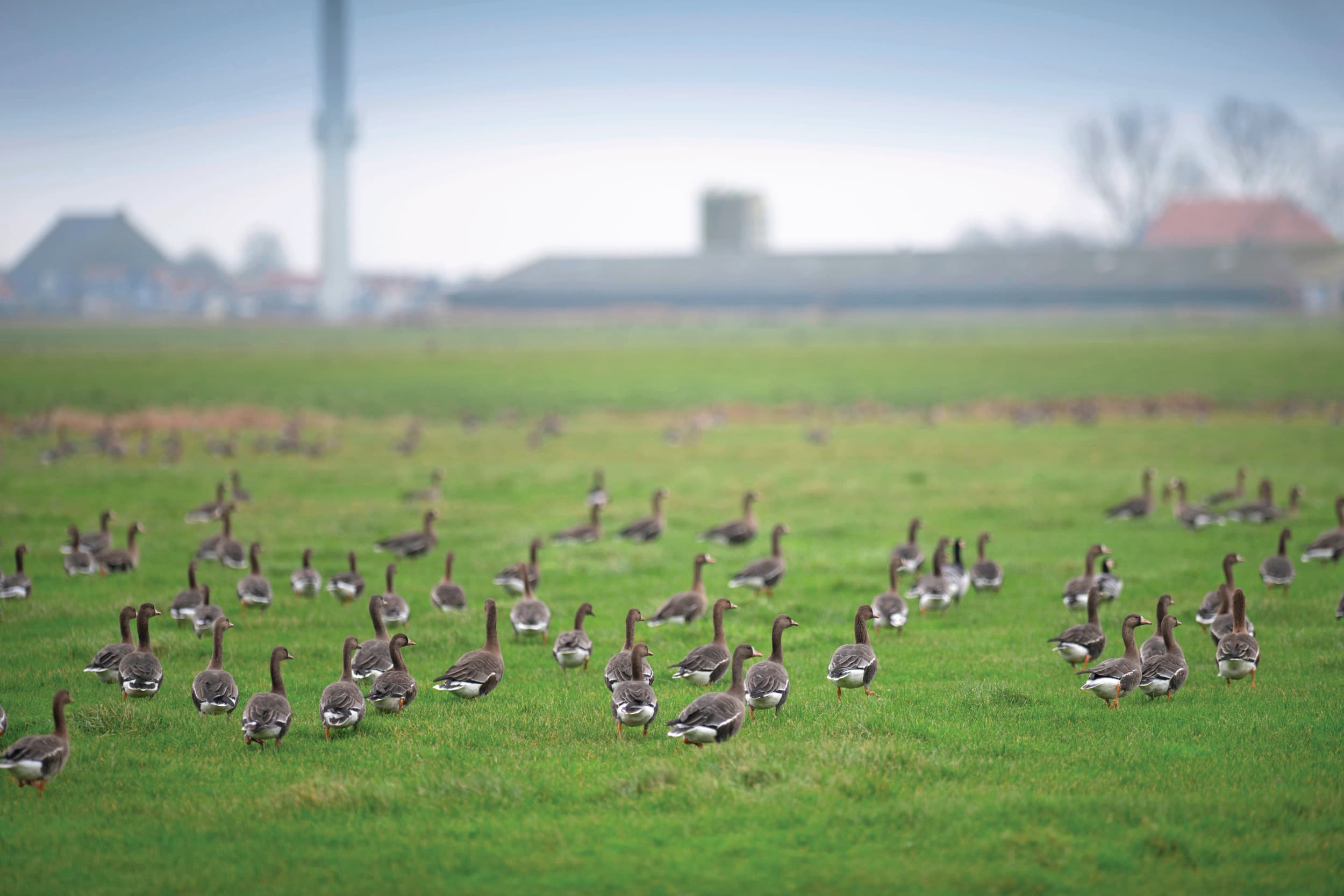 Wilde vogels verspreiden het vogelgriepvirus, niet alleen onder pluimvee maar ook steeds vaker onder andere zoogdieren. Foto: Mark Pasveer