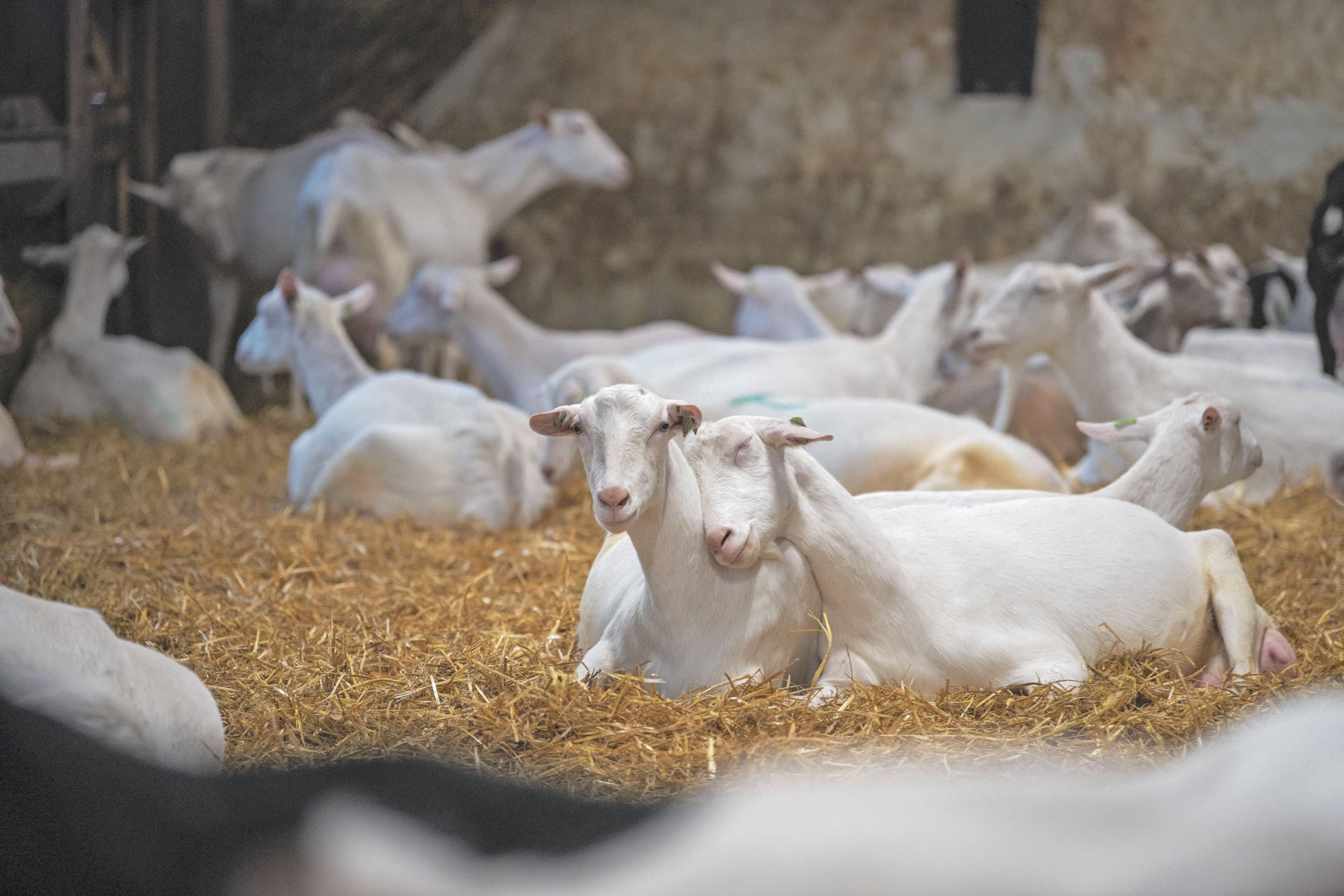 Er konden amper patiënten worden gevonden; geitenboeren en hun kinderen en medewerkers worden niet ziek; fijnstofcijfers zijn heel laag en bacteriën op geitenbedrijven komen ook elders volop voor, aldus geitenhouder Klaas Sjoerd Meekma. Foto: Mark Pasveer