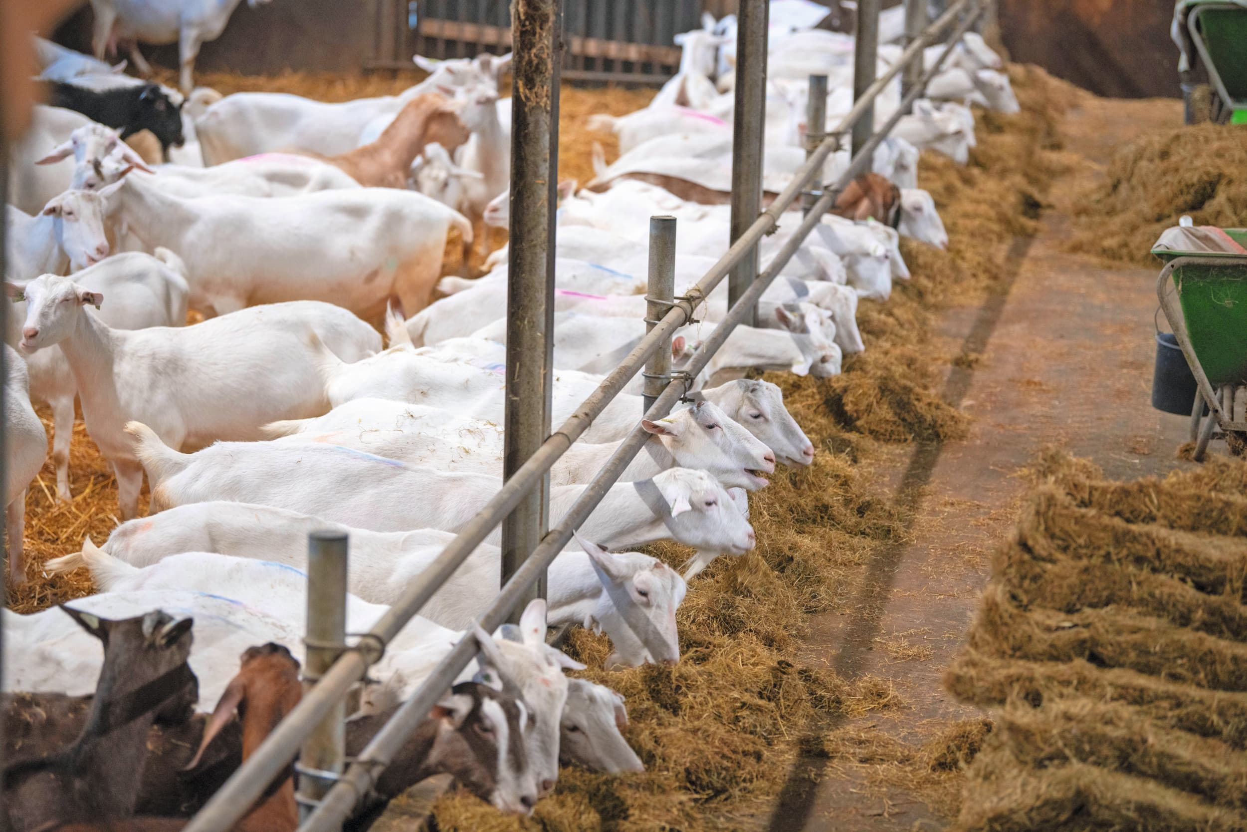 Het potstalsysteem in de geitenhouderij wordt gezien als een van de risicobronnen voor de emissies van bacteriën uit geitenstallen. Archieffoto: Mark Pasveer