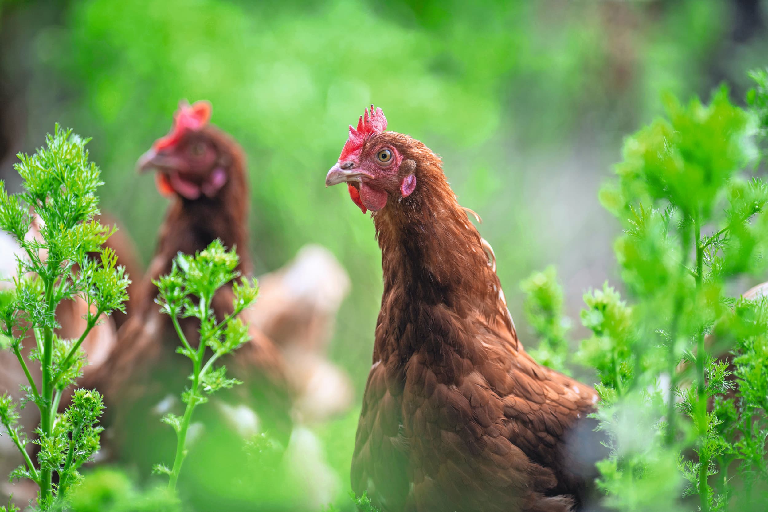 vogelgriepuitbraken Europa