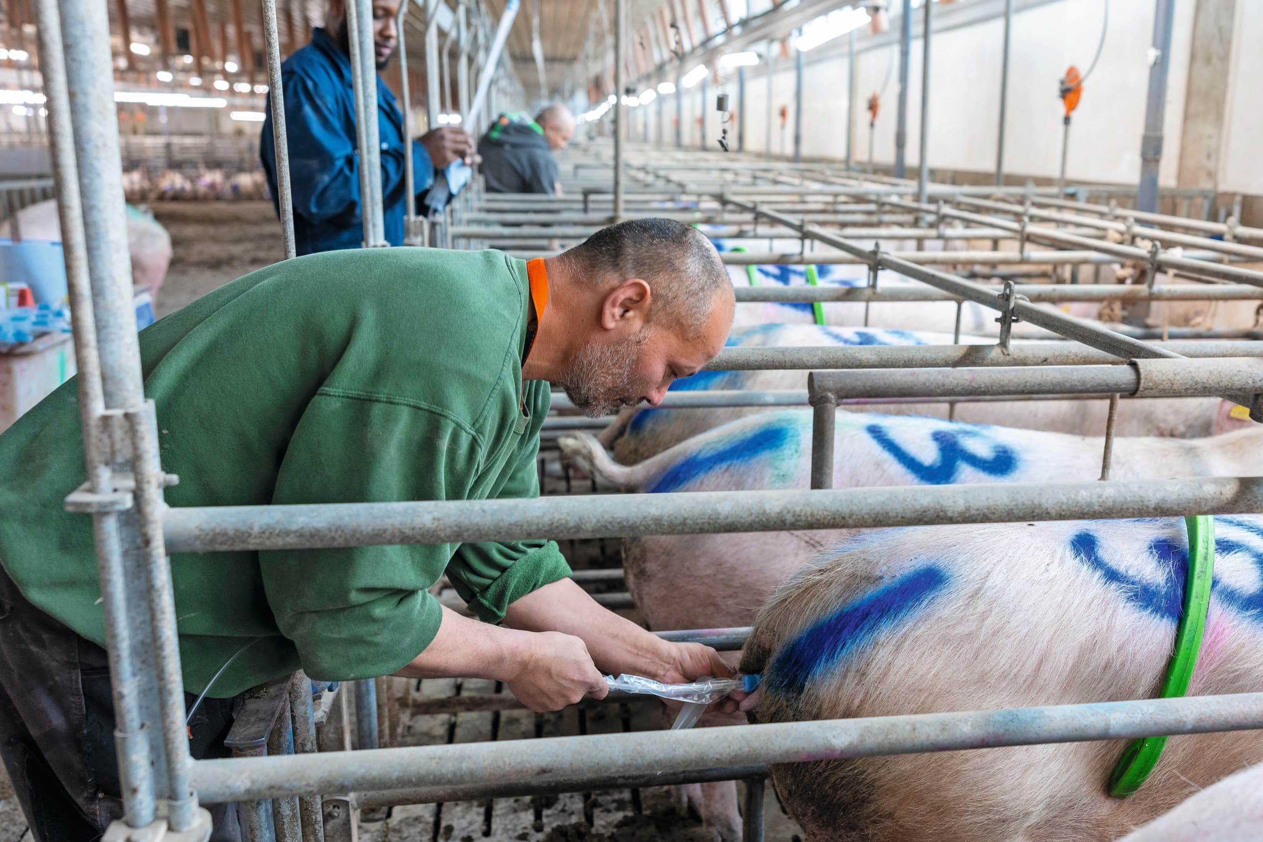 KI speelt een cruciale rol om de genetica van fokkerijorganisaties bij hun eindgebruikers te krijgen. In Nederland is sinds kort GFS als nieuwkomer actief op de markt. Het bedrijf claimt een marktaandeel van 30%. Foto: Mark Pasveer