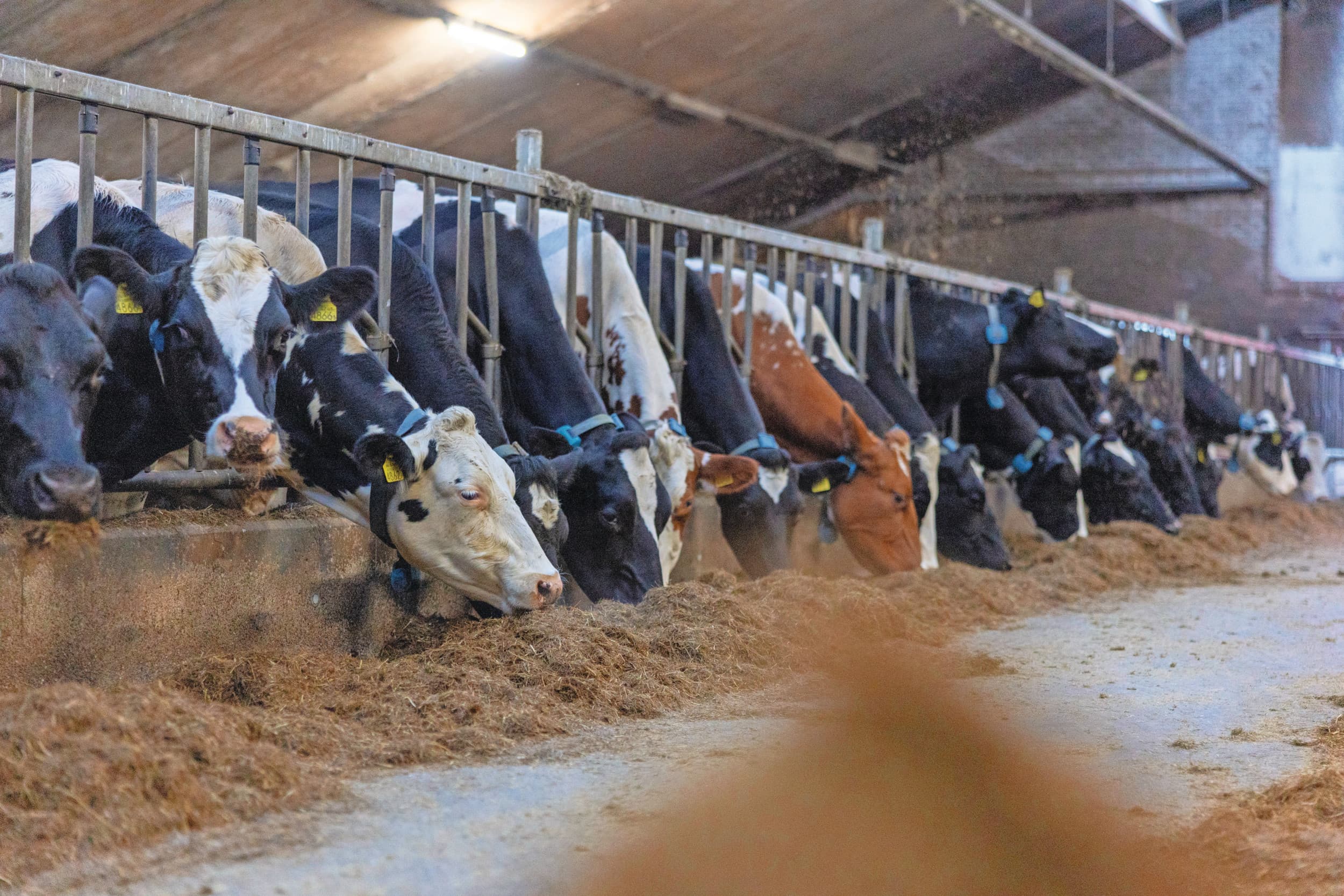 Melkkoeien zijn in staat om zowel melk als vlees te produceren met een relatief lage CO2 -footprint. Foto: Mark Pasveer