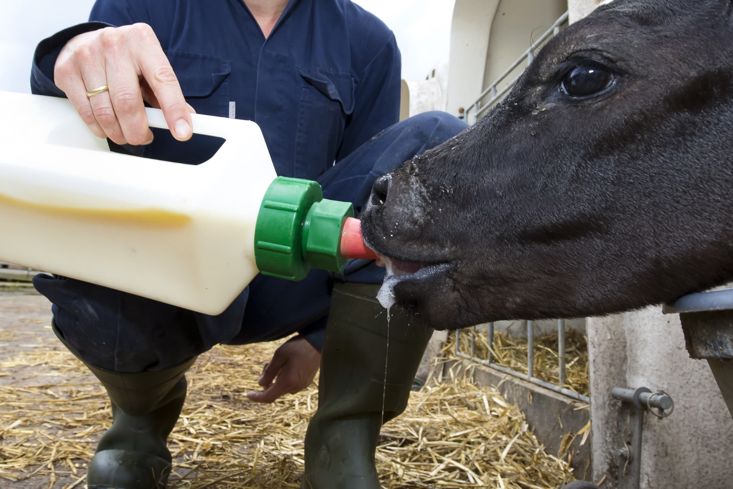Op bedrijven waar kalveren minstens twee biestvoedingen krijgen, is het risico op BRSV lager, blijkt uit onderzoek. Foto: Ruud Ploeg