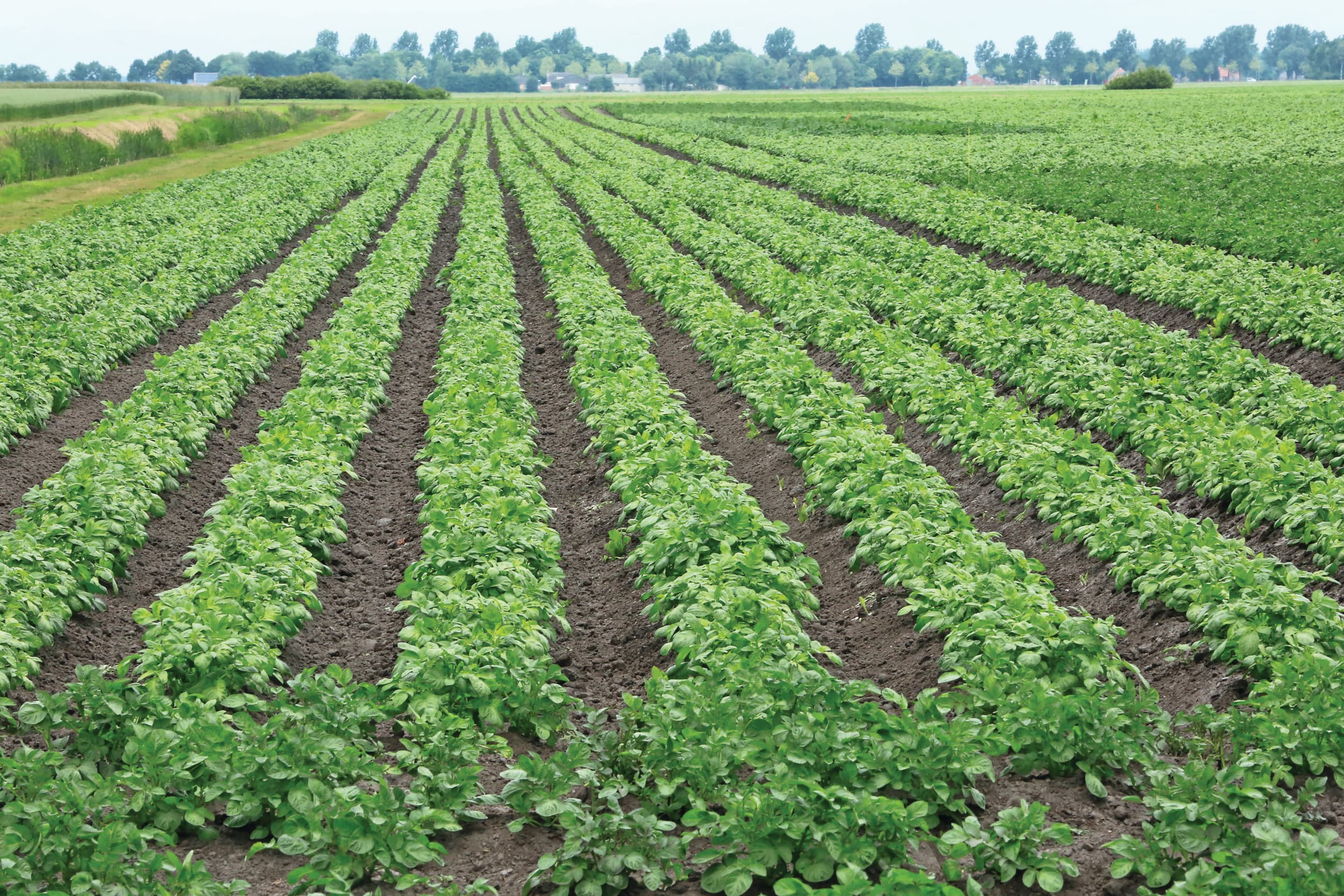 In de Veenkoloniën kunnen boeren aan de slag met doelsturing een gebiedsgericht programma. Foto: Henk Riswick