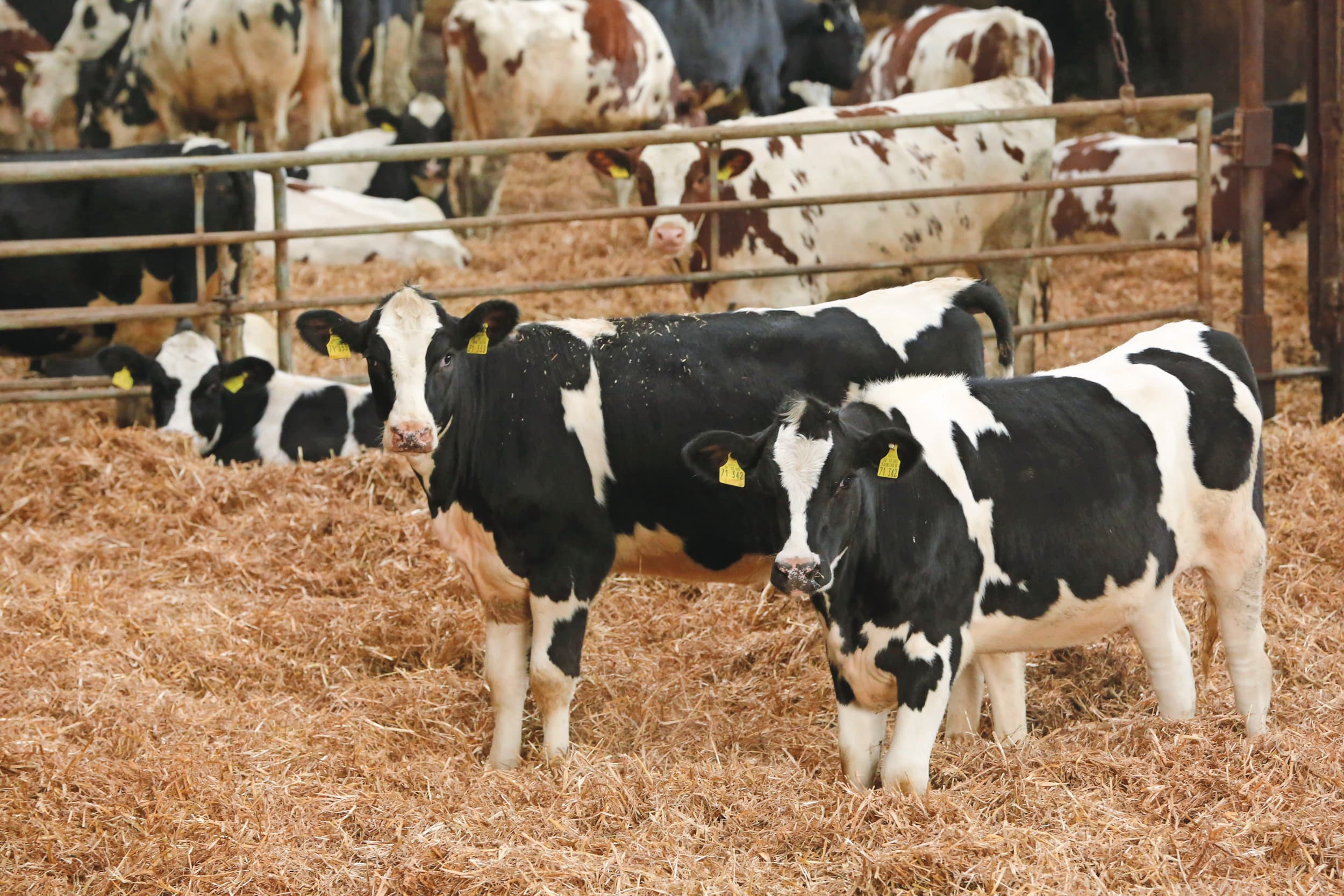 Rabobank kalverhouderij kleiner